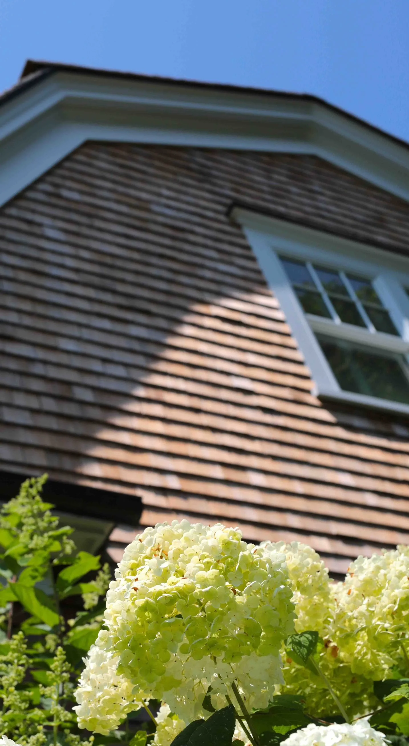 Close-up view of white hydrangea flowers in front of a house with brown wooden shingles and a white-framed window, under a clear blue sky.