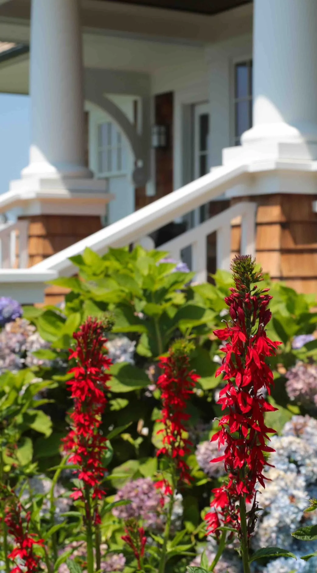 Close-up view of red flowers in a garden with a house in the background.