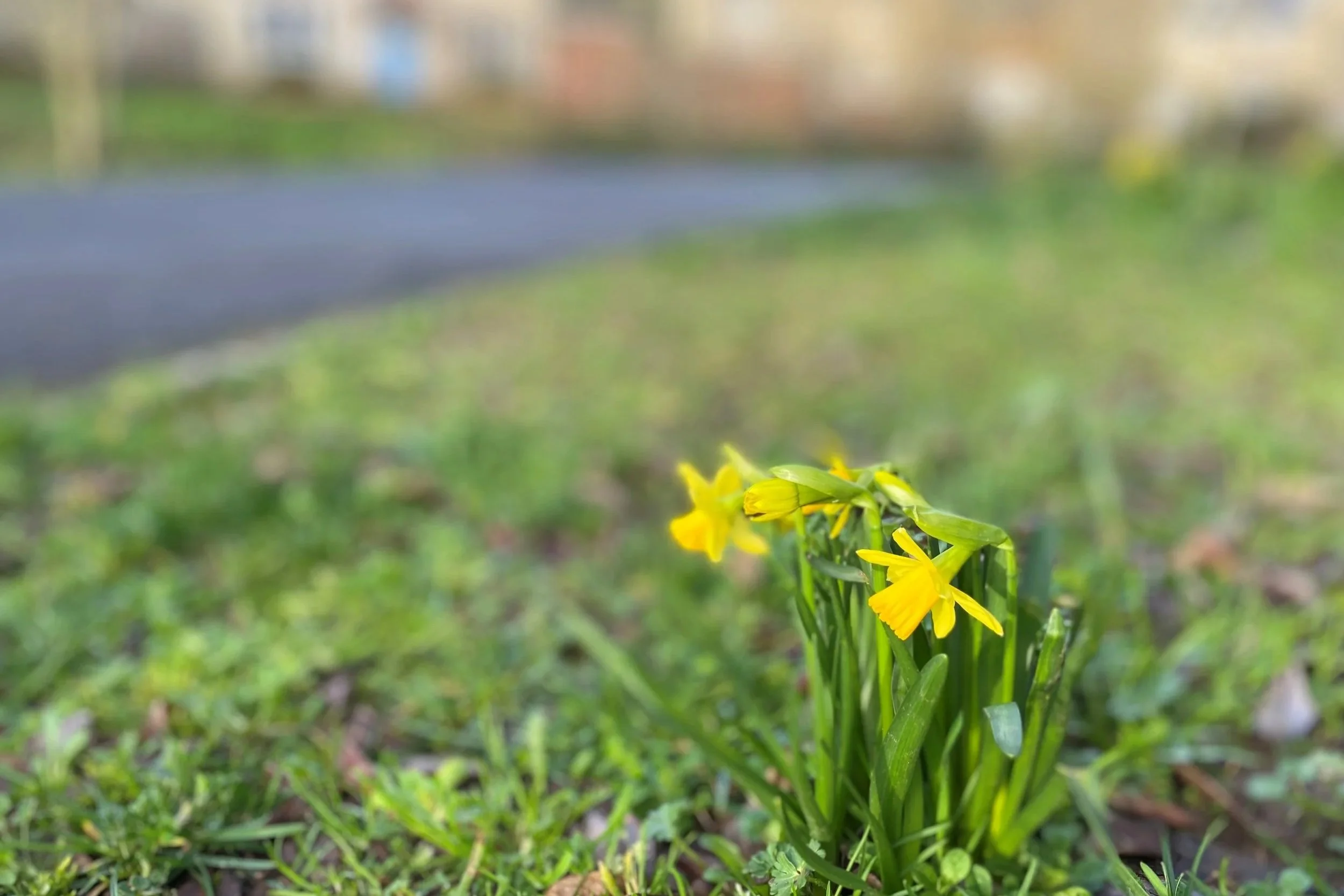 Daffodils by path in Littlecombe