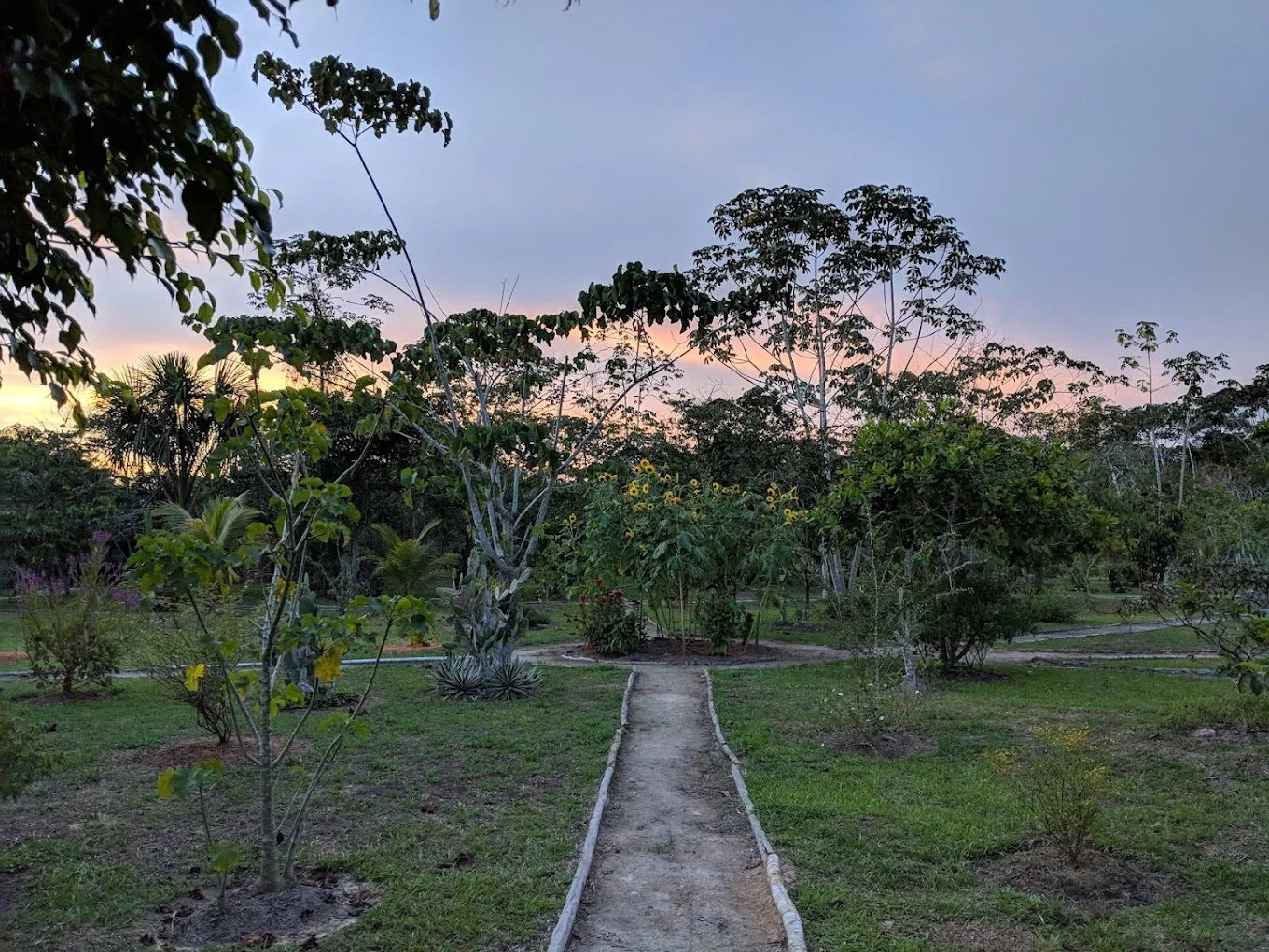 jungle sunset.jpg