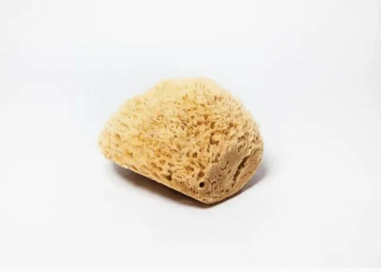 Sea Wool Sponge 3"-3.5#