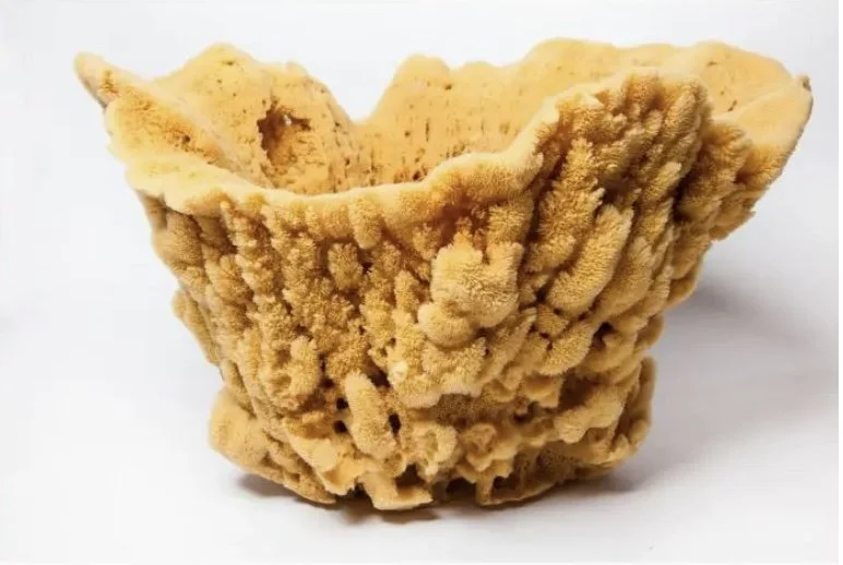 Vase Sponges - 13"-14"