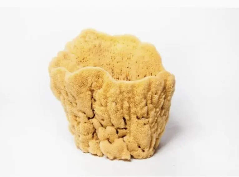 Vase Sponges - 11"-12"
