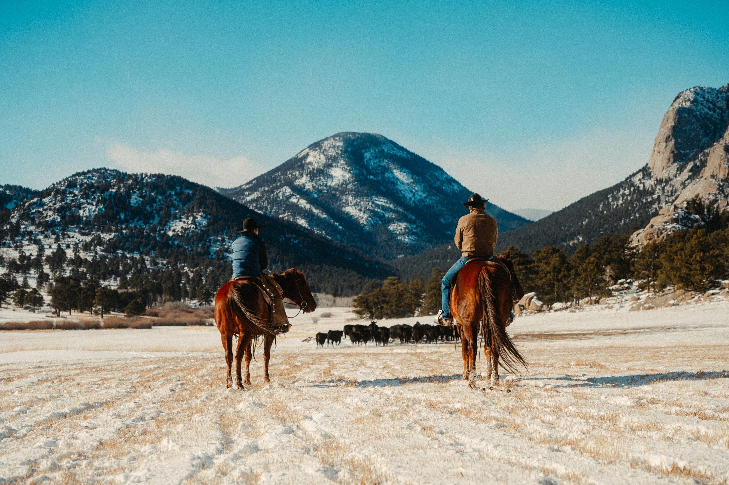 Two cowboys riding horses in a snowy field with a herd of cattle, mountains, and pine trees in the background under a clear blue sky.