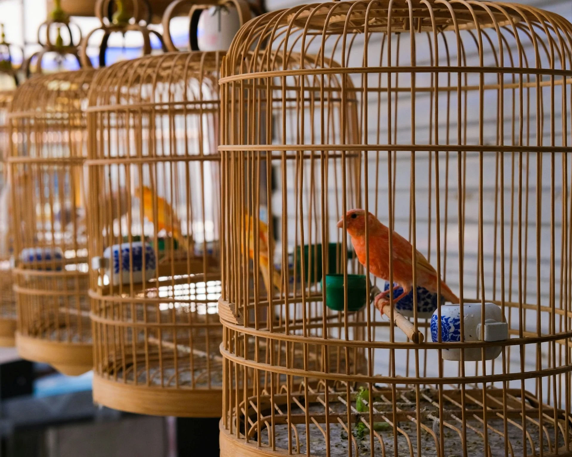 „Der Garten der tausend Vögel“ - Märchen von Vögeln und dem Weg zur Freiheit