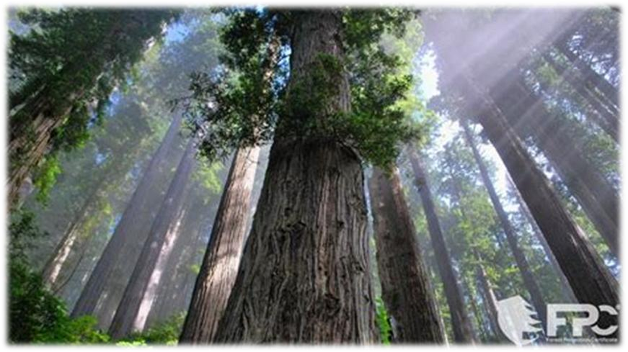 What Forests Can Teach Us