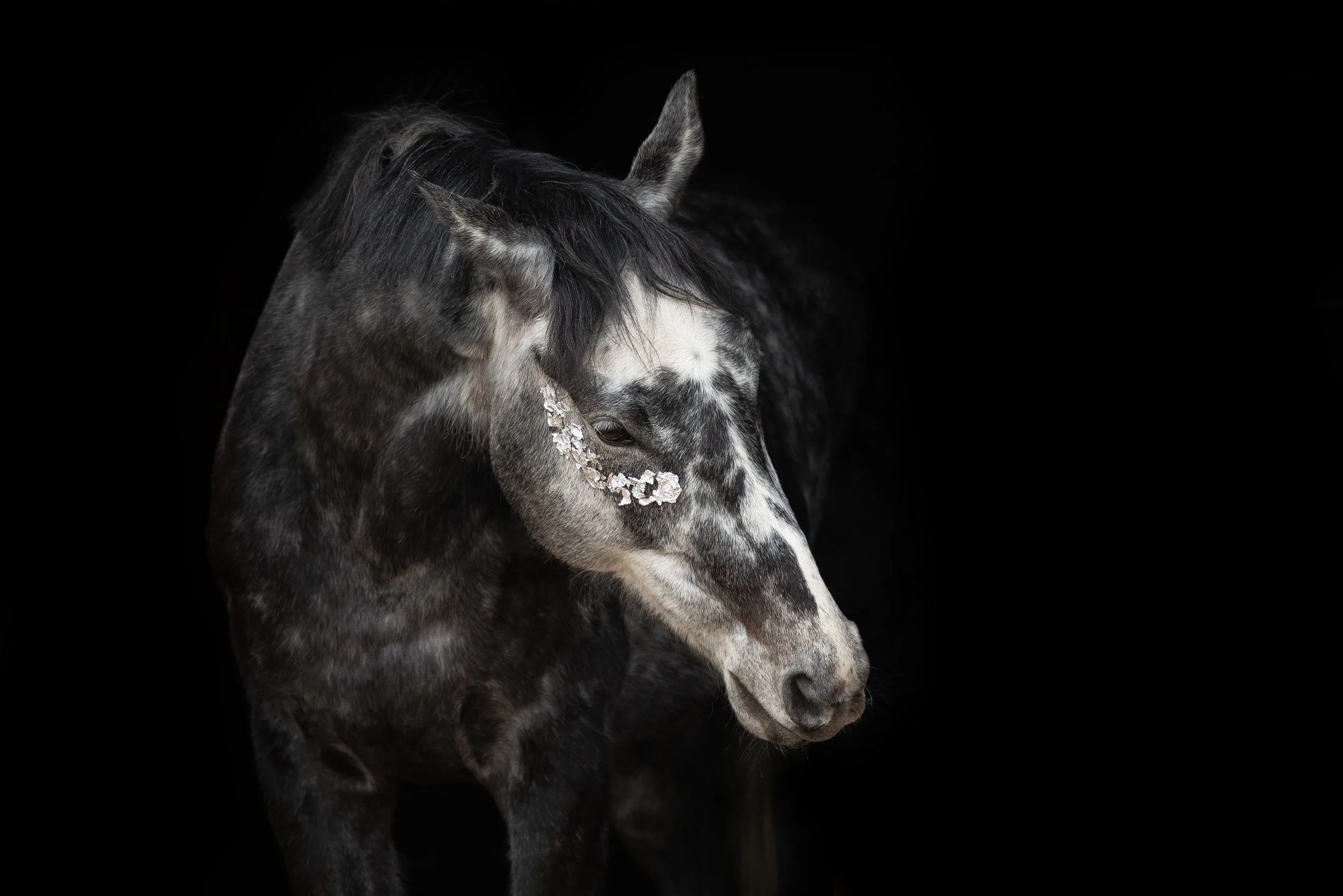 Detailní fotografie černobílého koně s černými skvrnami na hlavě, doplněnými bílými znaky, a snítkou suchých listů nebo květů na líci, na jednolitém černém pozadí.