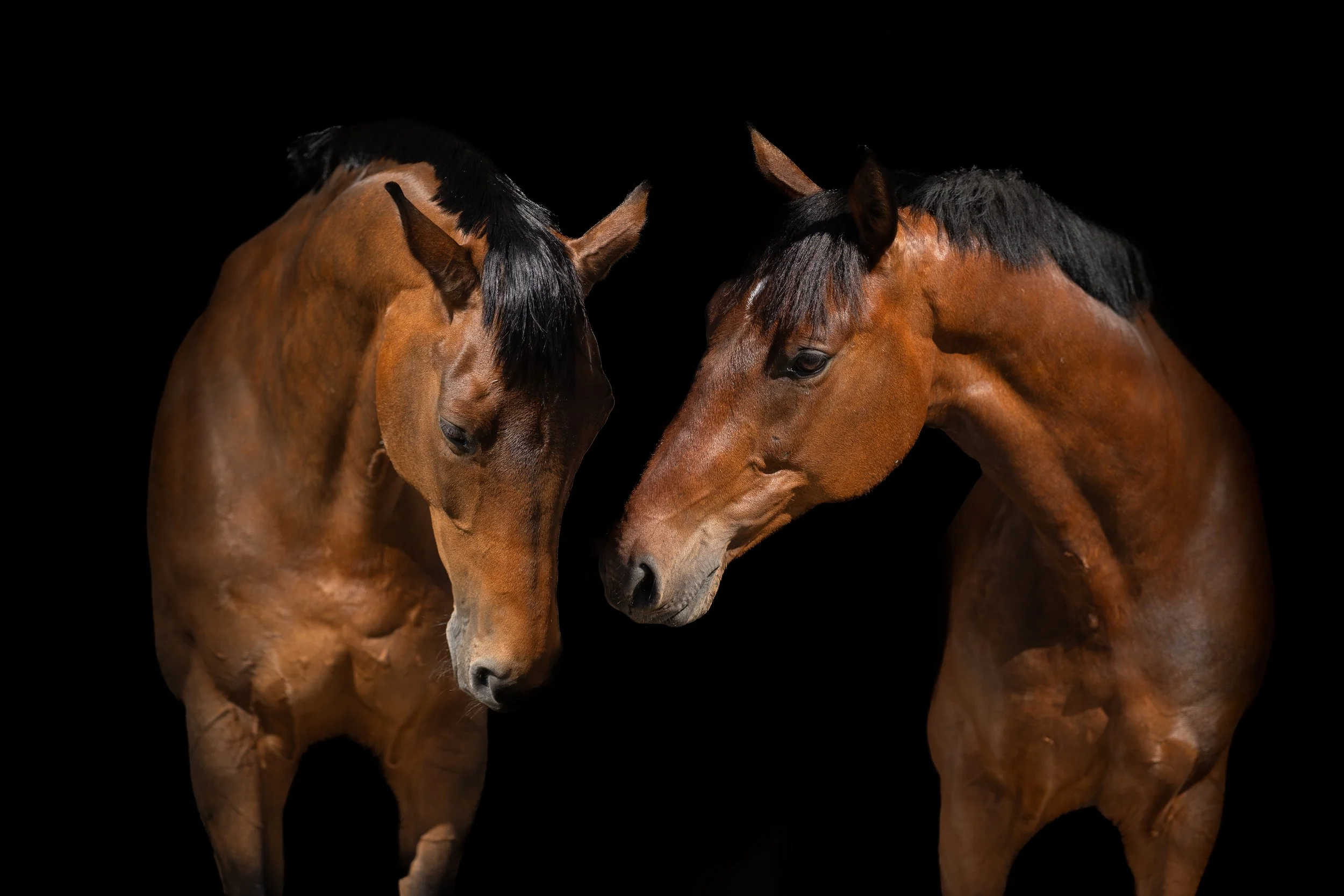 Dva hnědí koně s černými hřívami stojí čelem k sobě na černém pozadí.