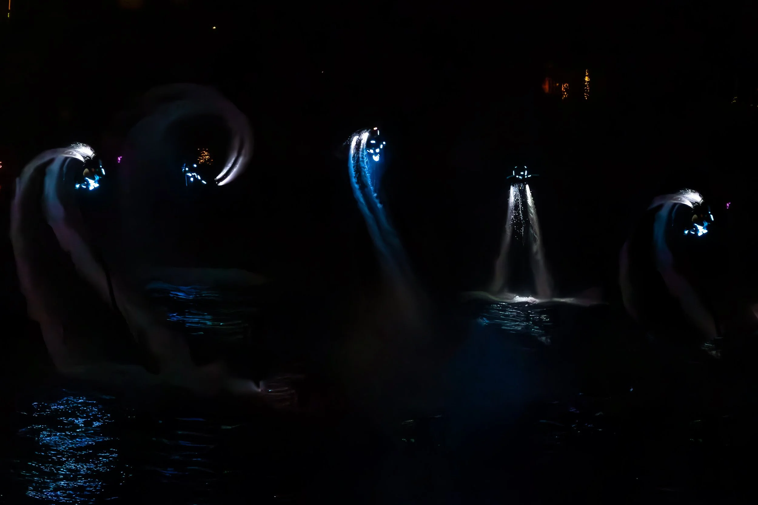Tmavá scéna delfínů vyskakujících z vody v noci, osvětlená modrými a bílými světly, která vytvářejí odlesky na hladině.