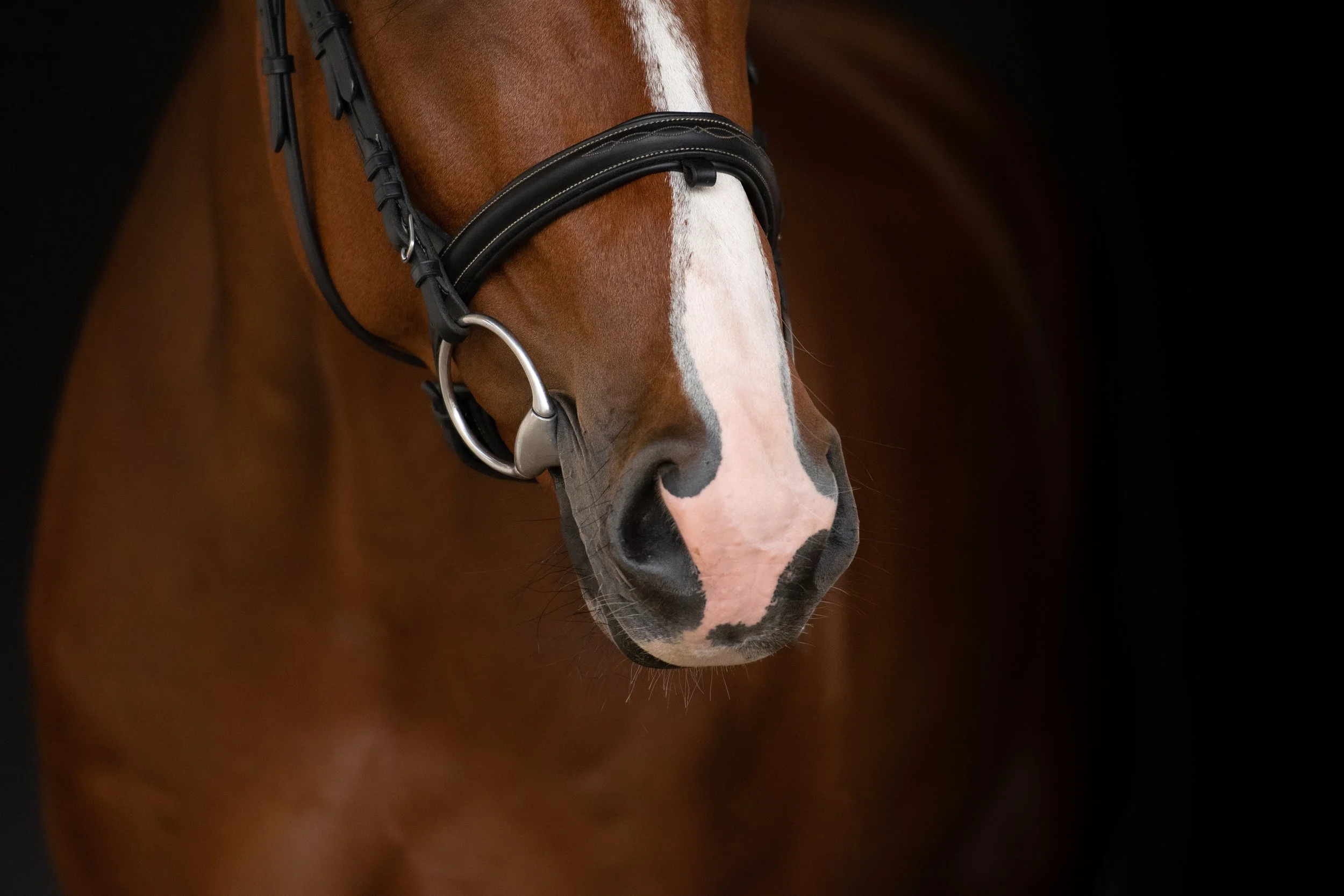 Detail hnědé koňské hlavy s bílým pruhem a černými znaky, s černou uzdou, na tmavém pozadí.