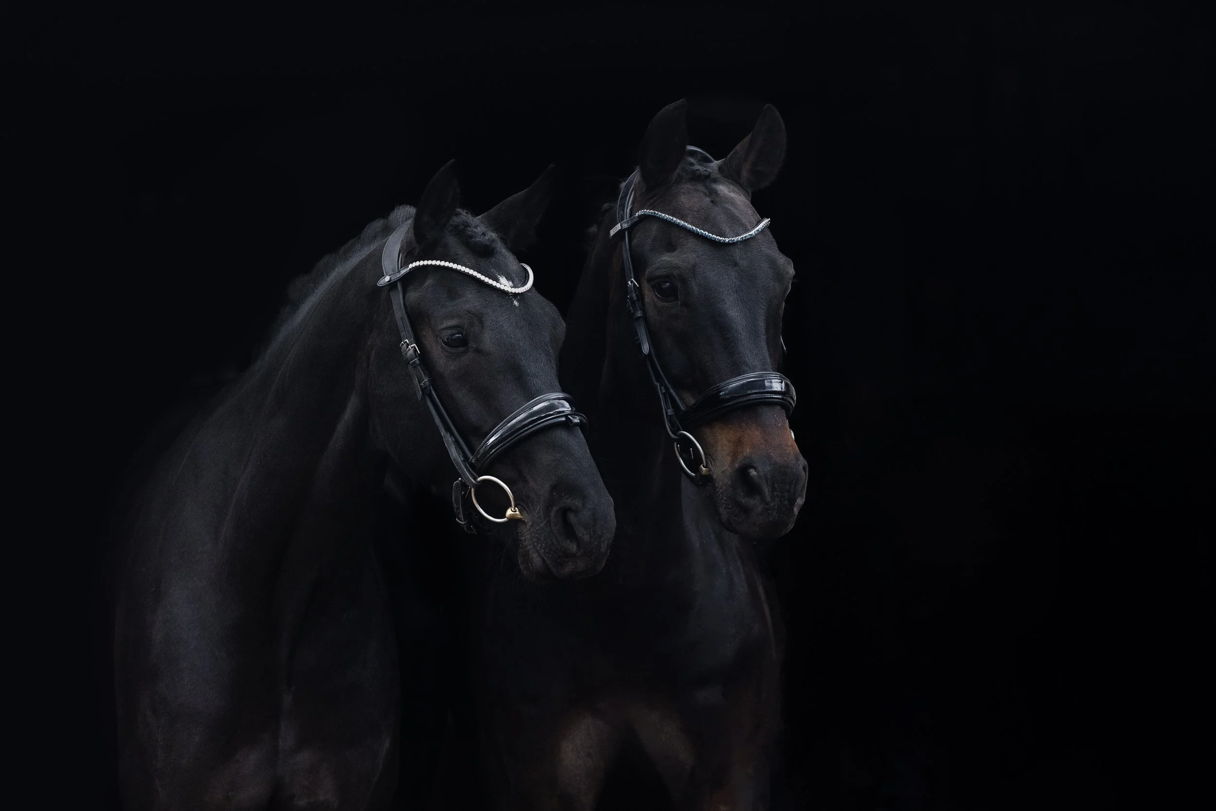 Dva černí koně s uzdami na černém pozadí.