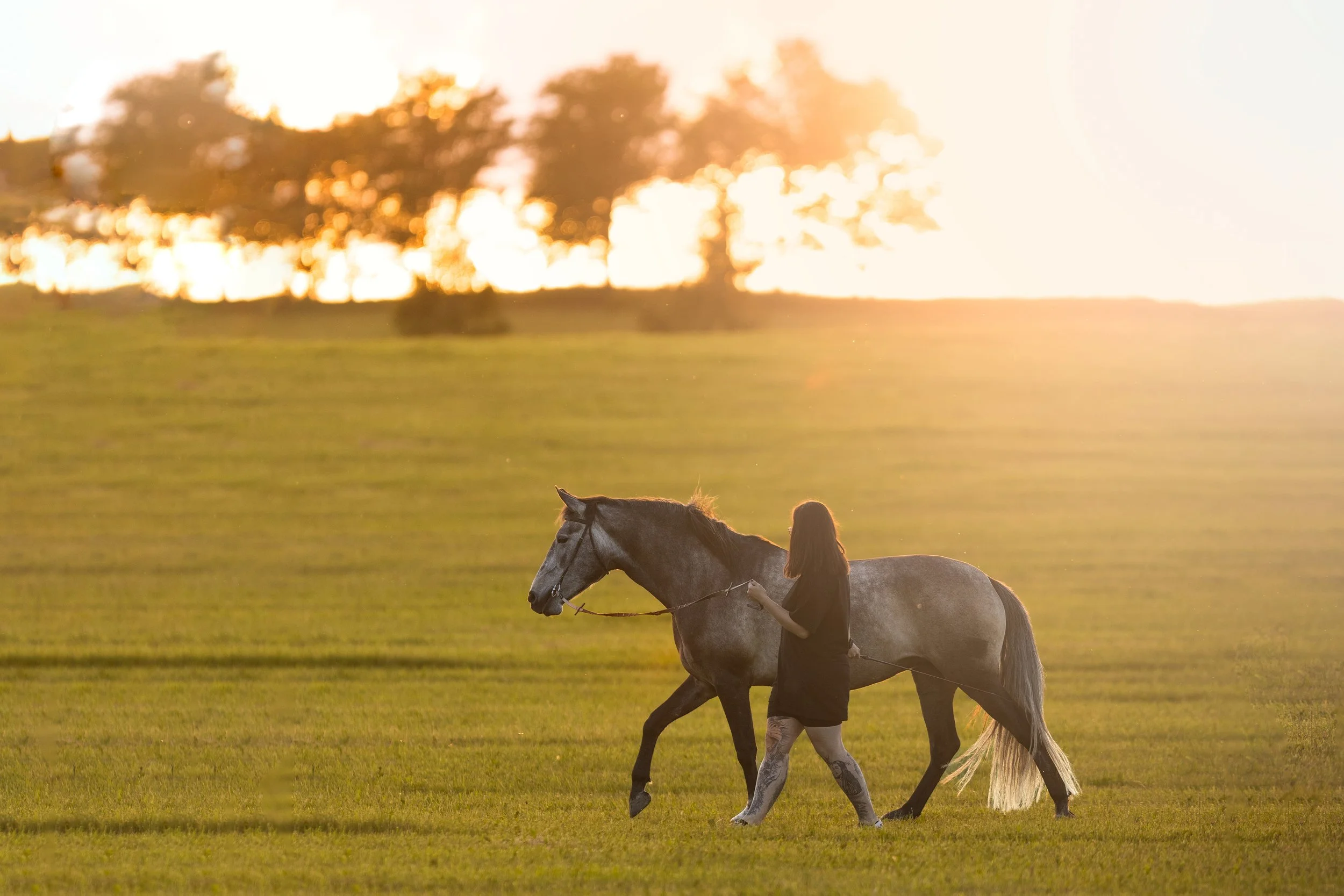 Žena vede šedého koně po travnaté louce během západu slunce, se stromy v pozadí.