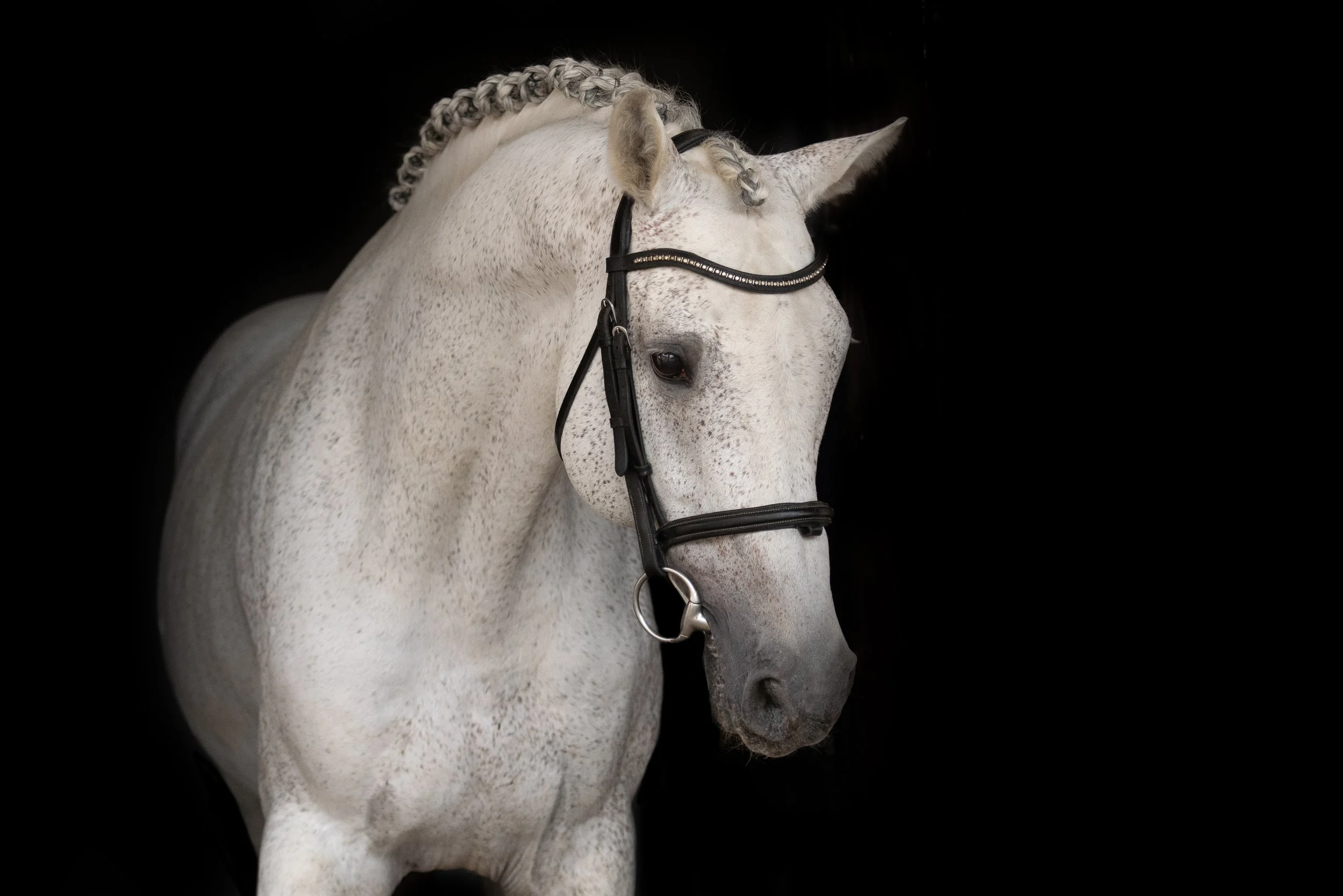 Bílý kůň se zapletenou hřívou a černou uzdou na černém pozadí.