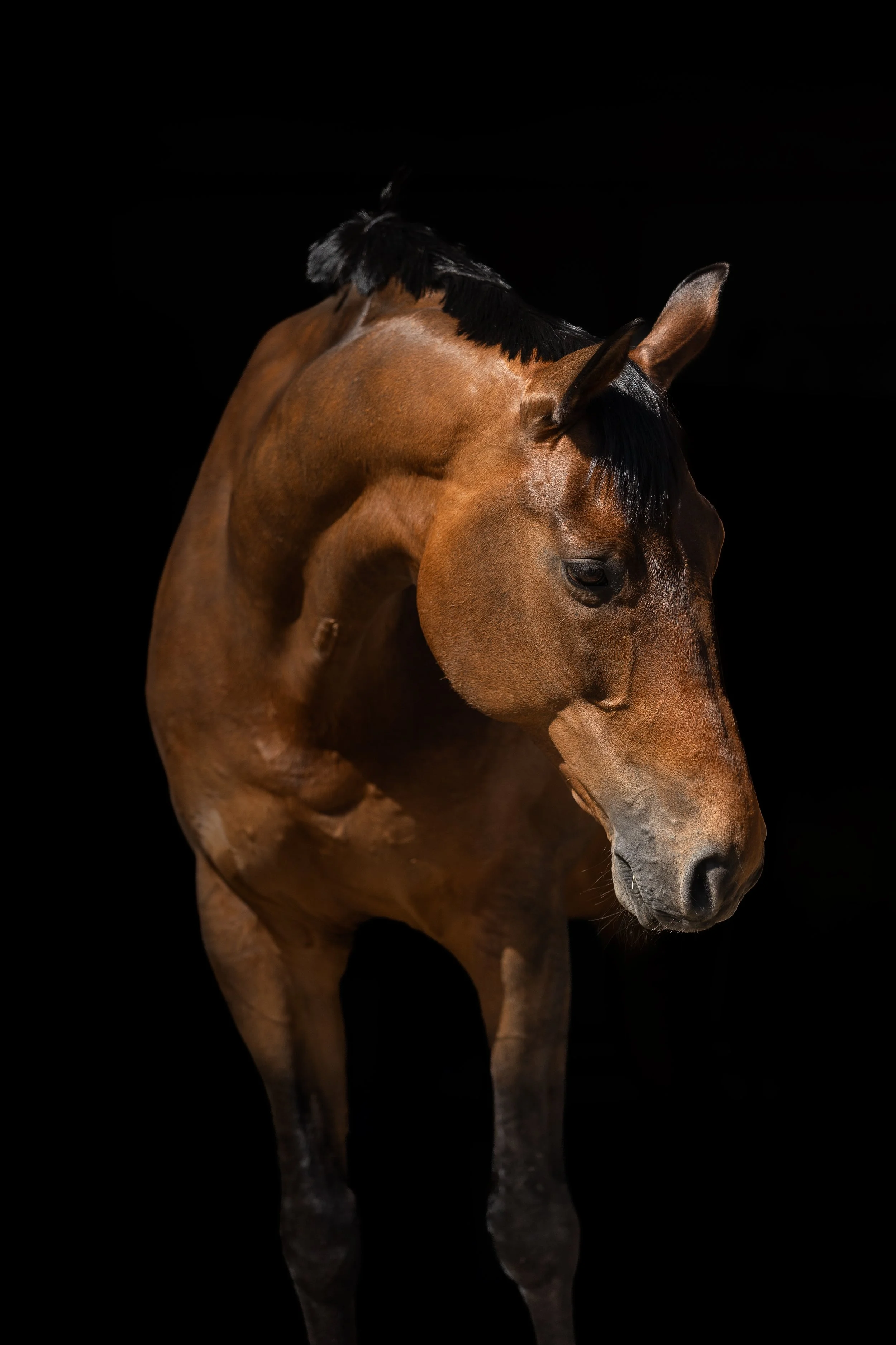 Hnědý kůň s černou hřívou se dívá dolů, na černém pozadí.
