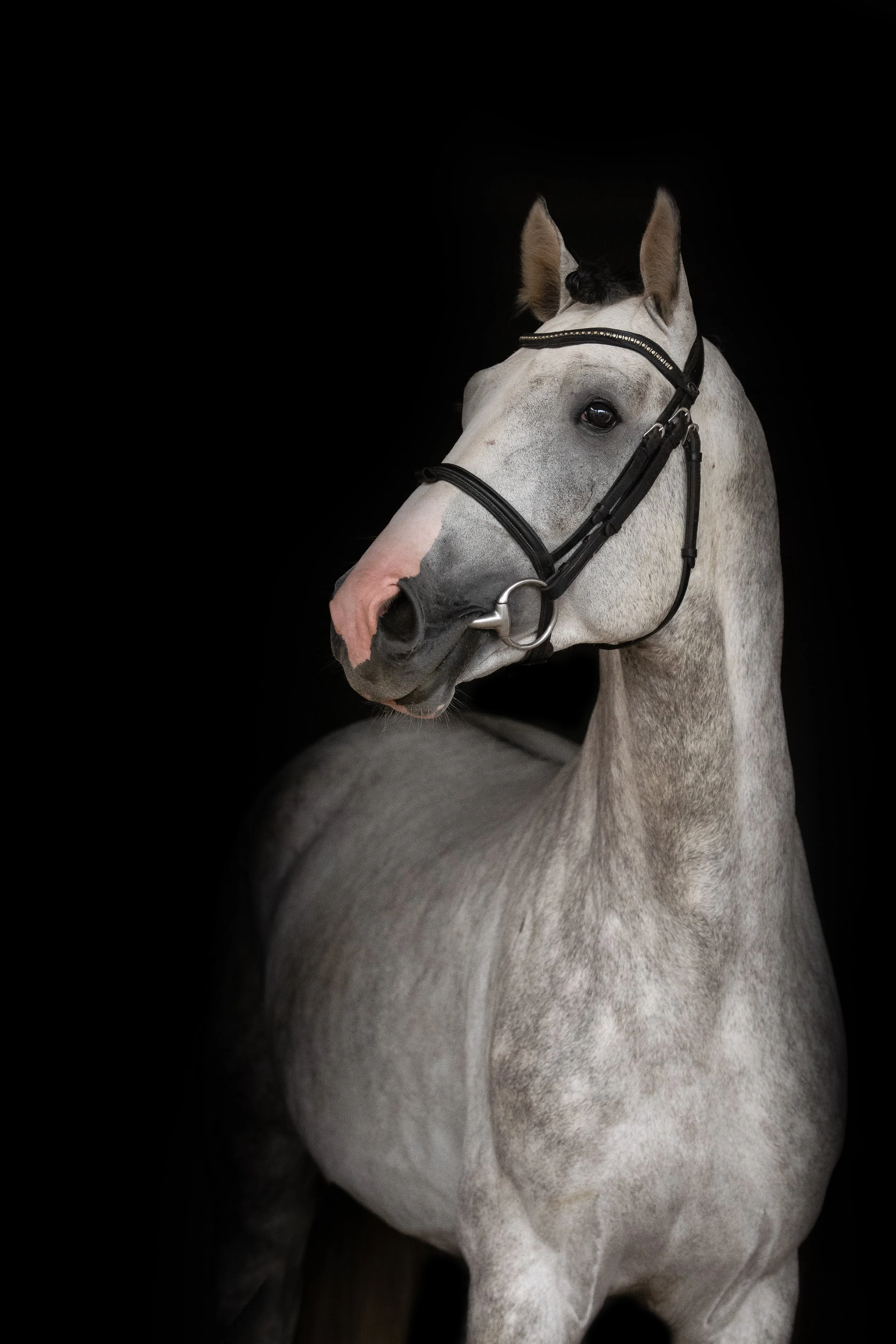 Šedý kůň s růžovým čumákem a černou uzdou na černém pozadí.