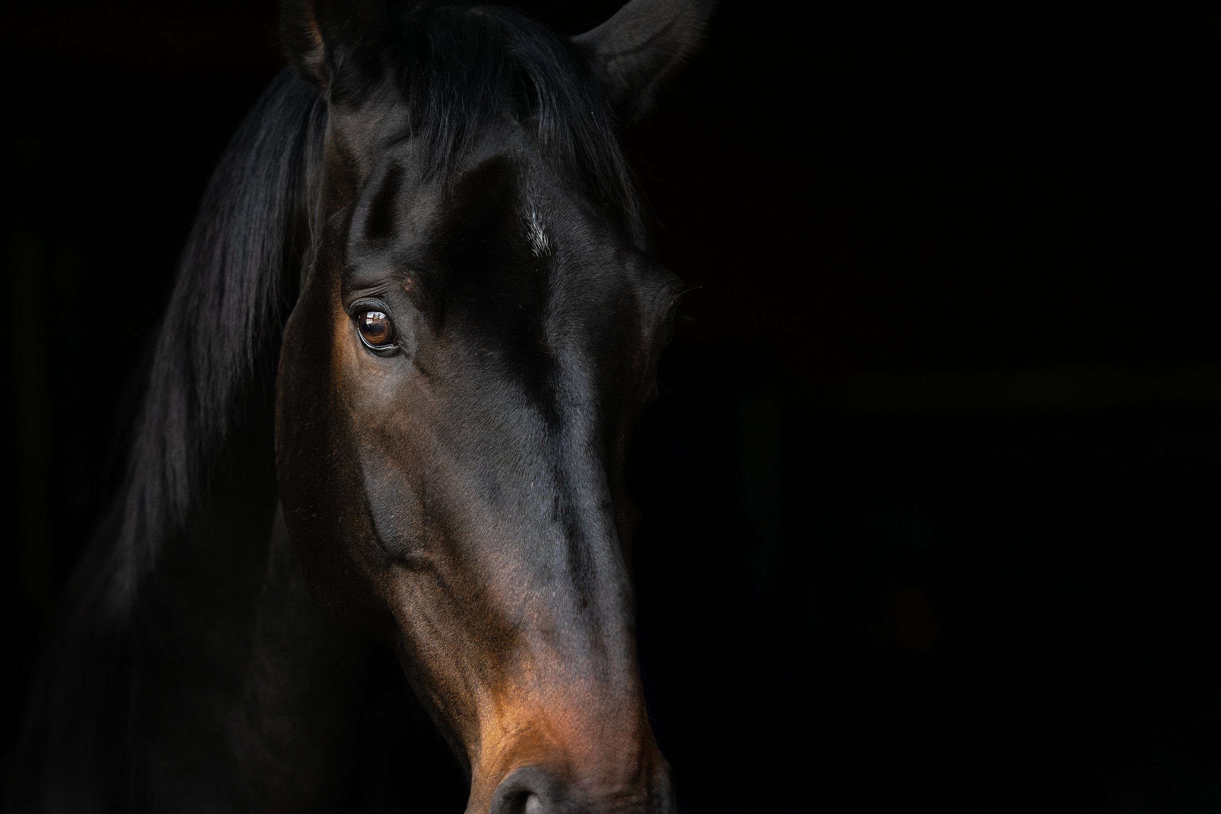 Detail hlavy černého koně na tmavém pozadí.
