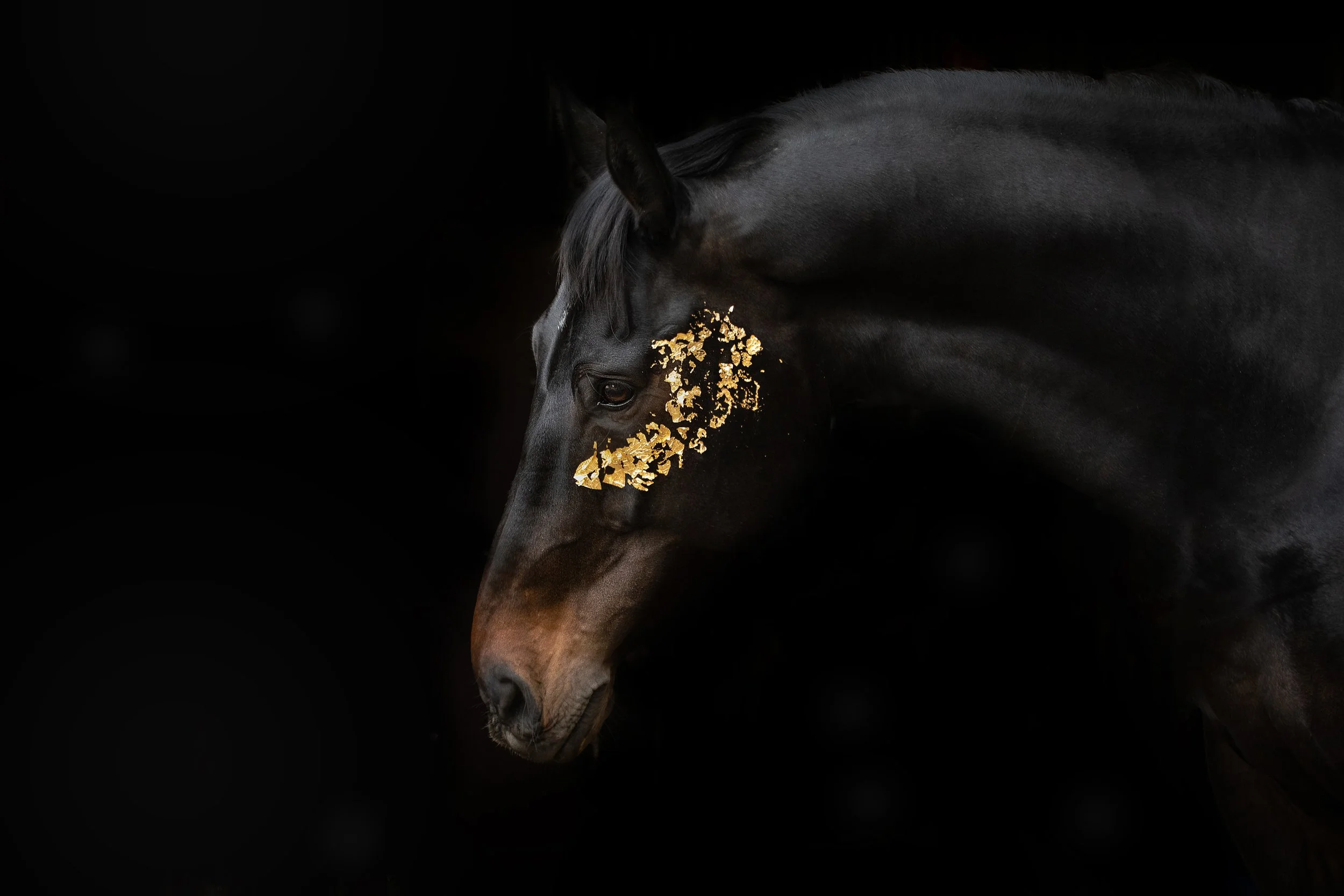 Černý kůň se zlatým dekorativním vzorem na hlavě, na tmavém pozadí.