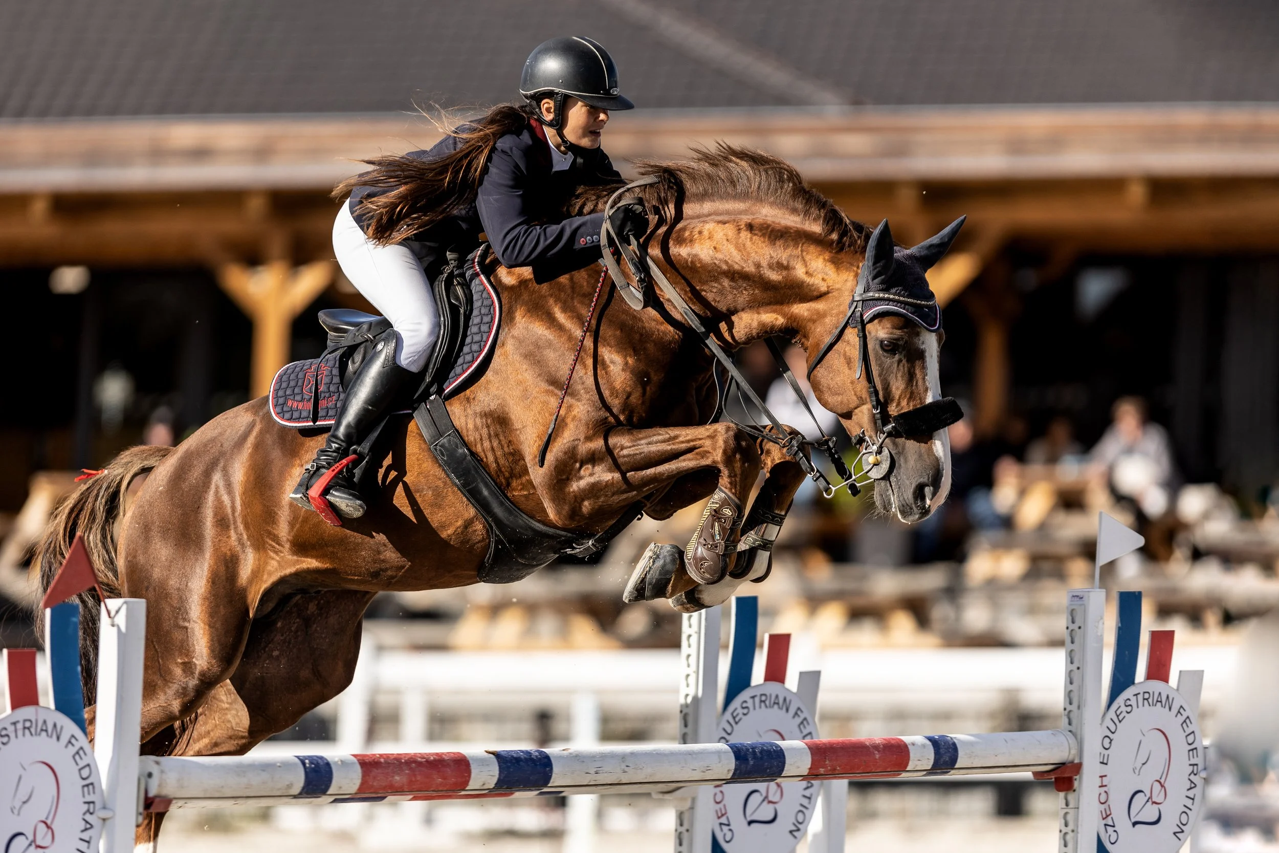 Jezdkyně v černé helmě, tmavě modrém saku a bílých rajtkách vede hnědého koně přes parkurovou překážku během závodu.