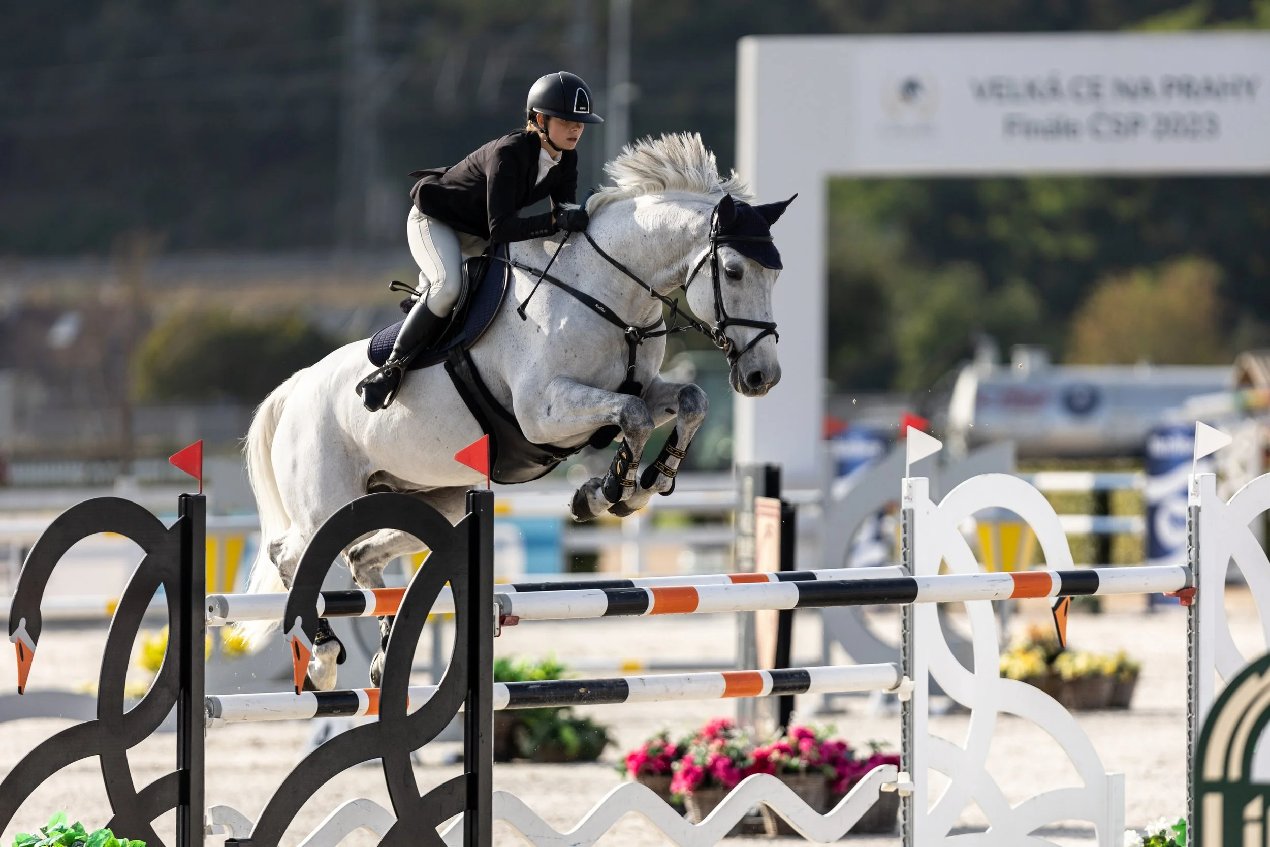 Jezdkyně v černém jezdeckém saku a helmě jede na bílém koni s černou hřívou a skáče přes překážku během venkovní parkurové soutěže.