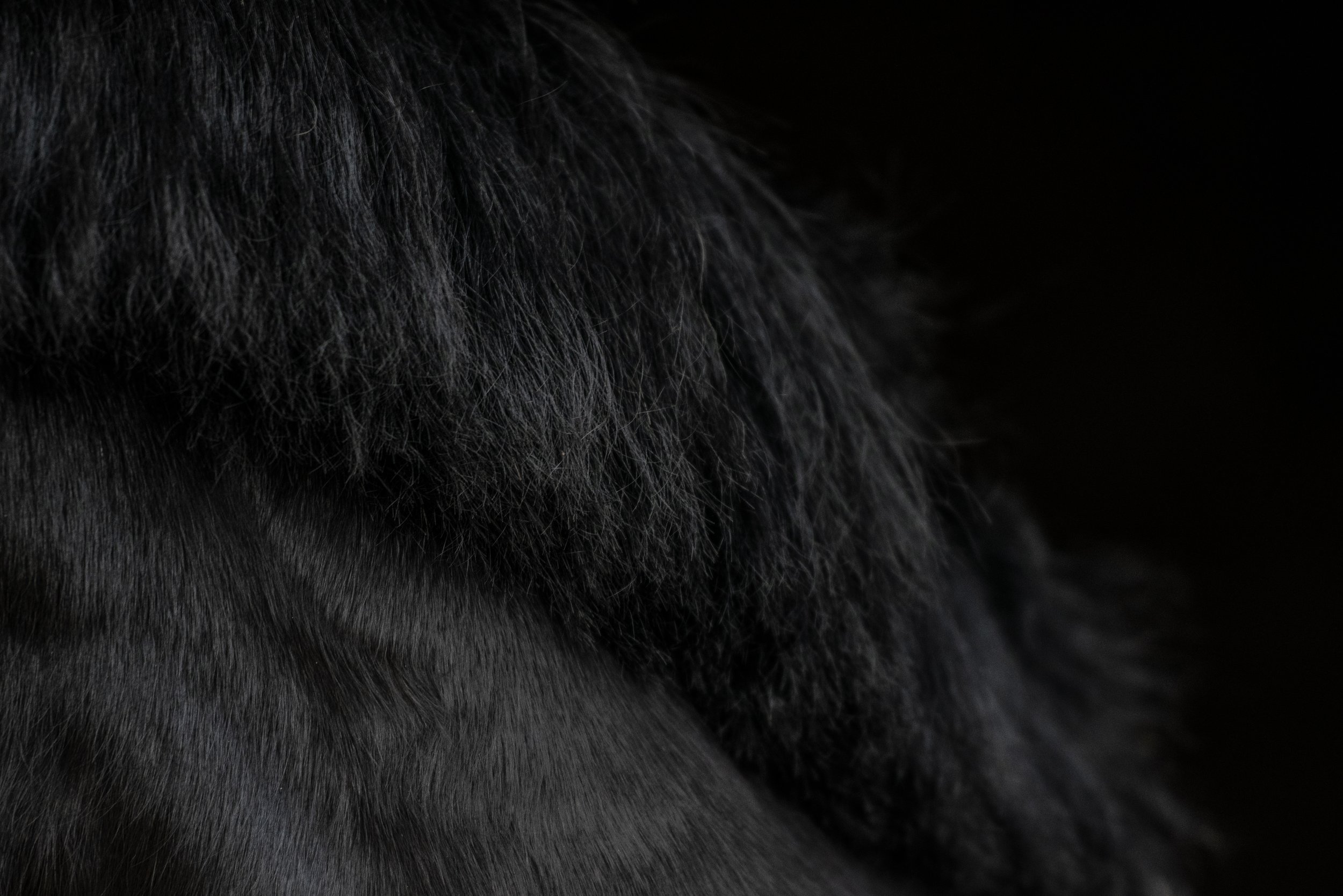 Detail černé koňské hřívy a srsti.