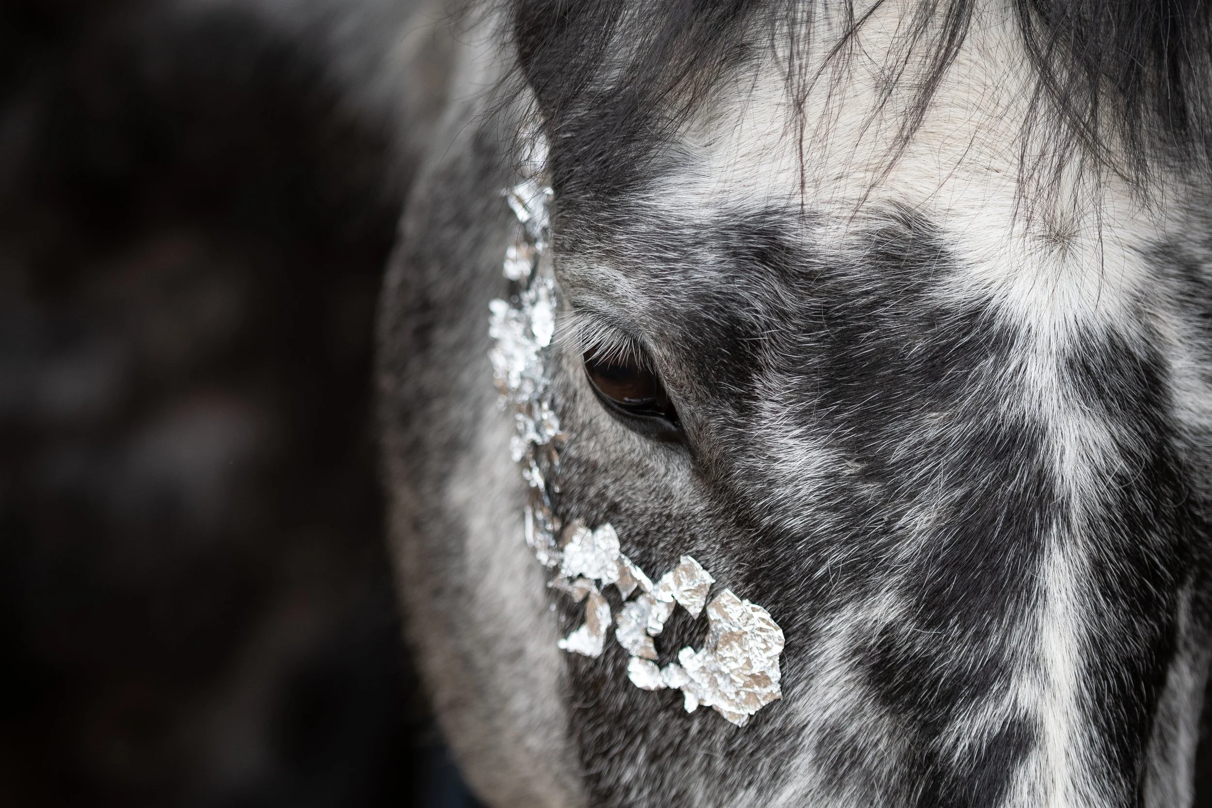 Detail šedobílého koňského obličeje s bílými vločkami nebo barvou na čumáku, na tmavém pozadí.