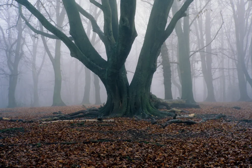 Photo Walk: Photographing Urban Trees