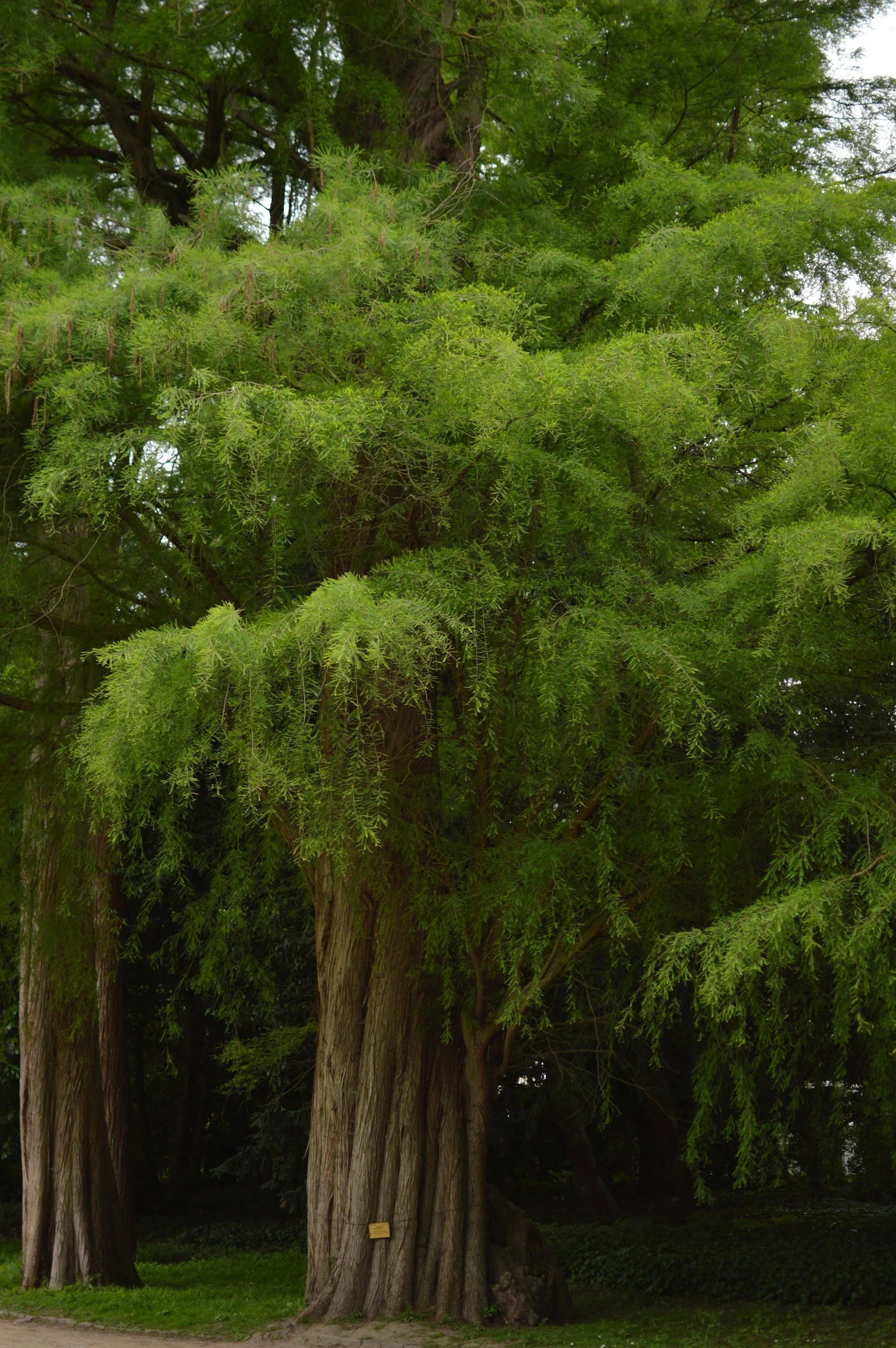 A large, mature tree with thick, textured trunk and sprawling green foliage.