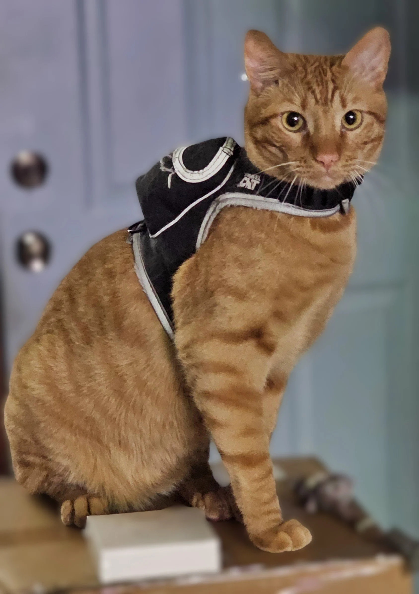 Orange cat named Kevin in a harness