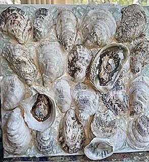 Oyster Collage #1