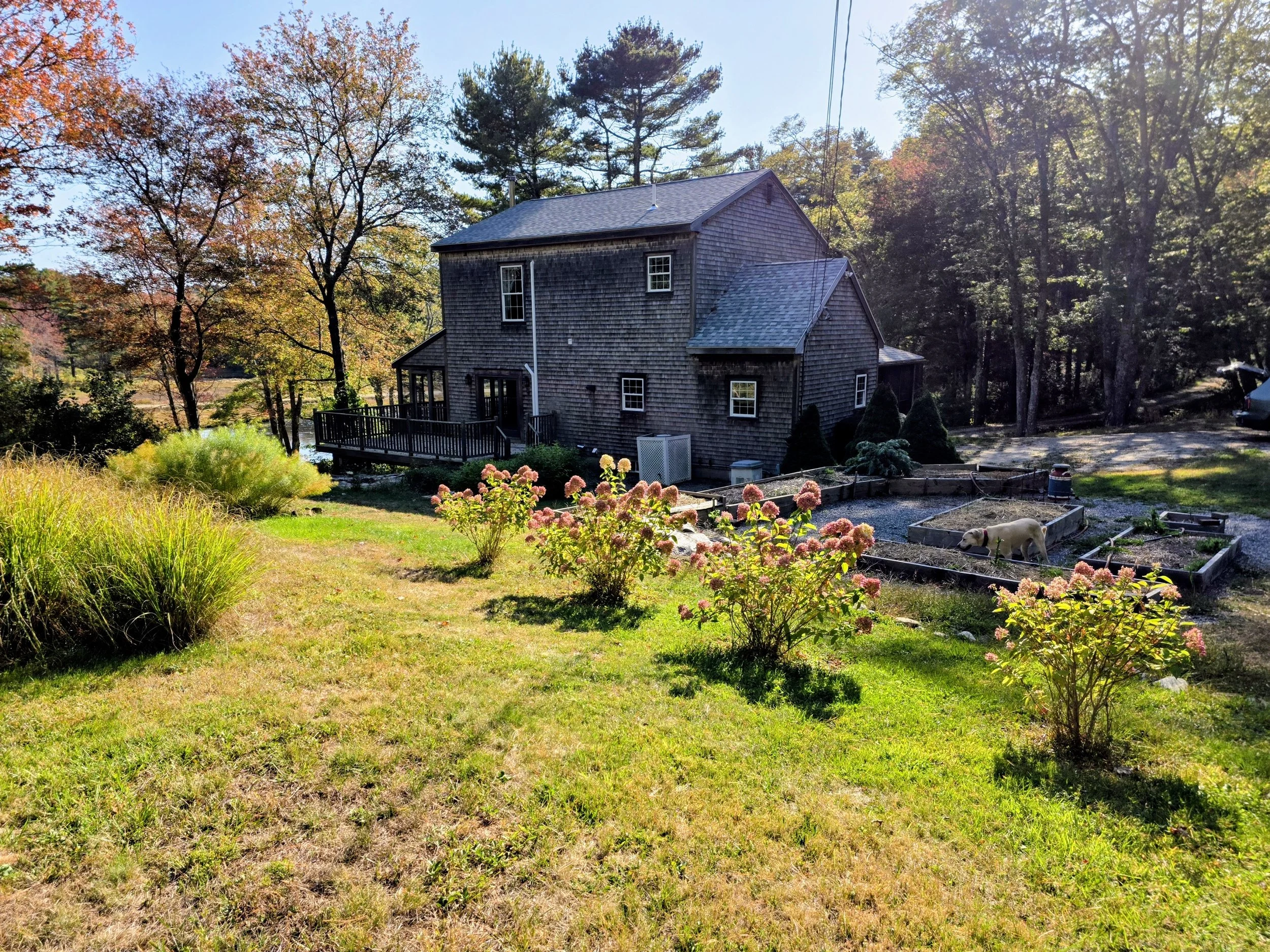 backyardhydrangaraisedbeds.jpg
