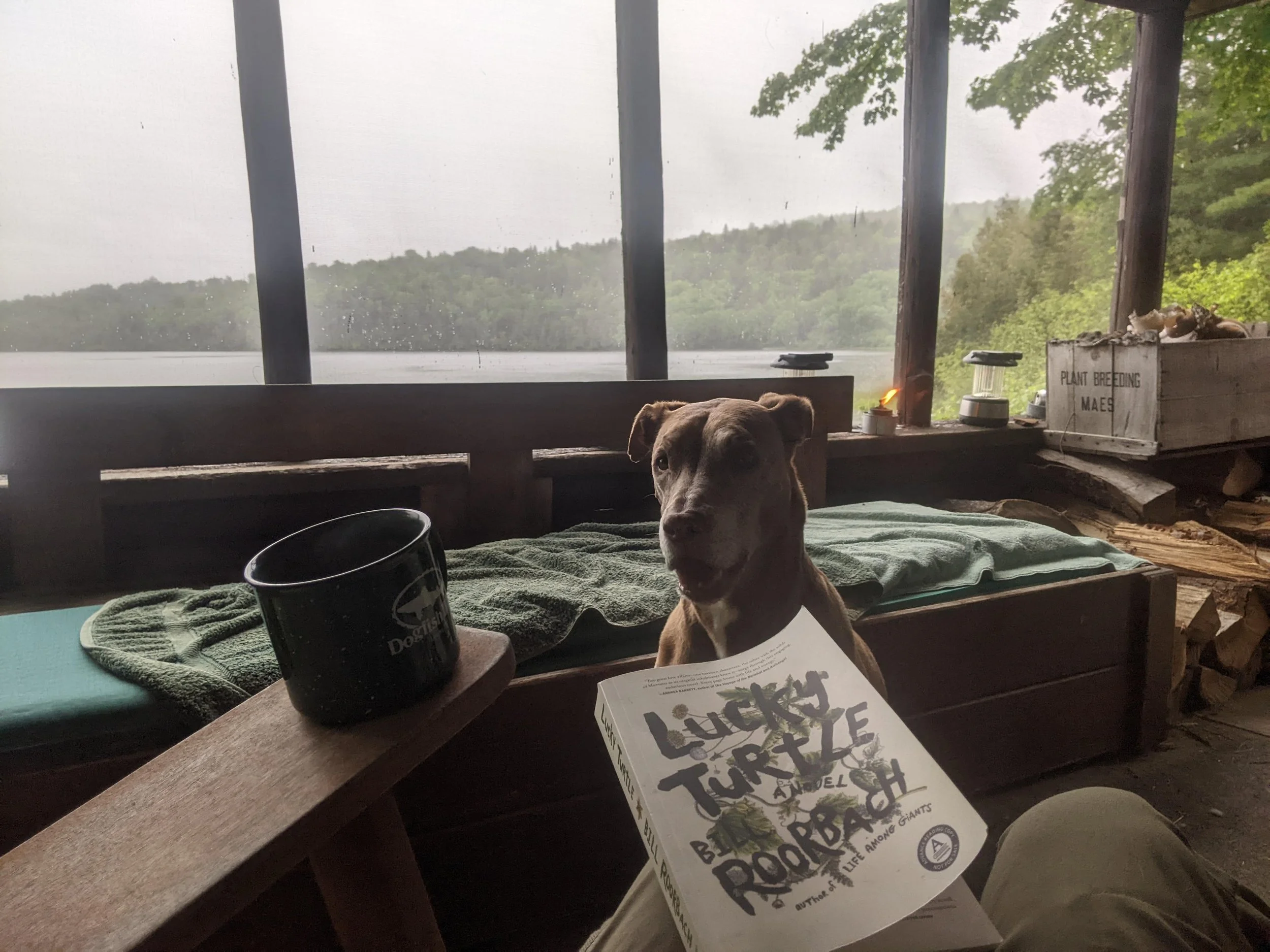 Reading on the screen porch. The wood chairs came with the cabin, and stay with the cabin.