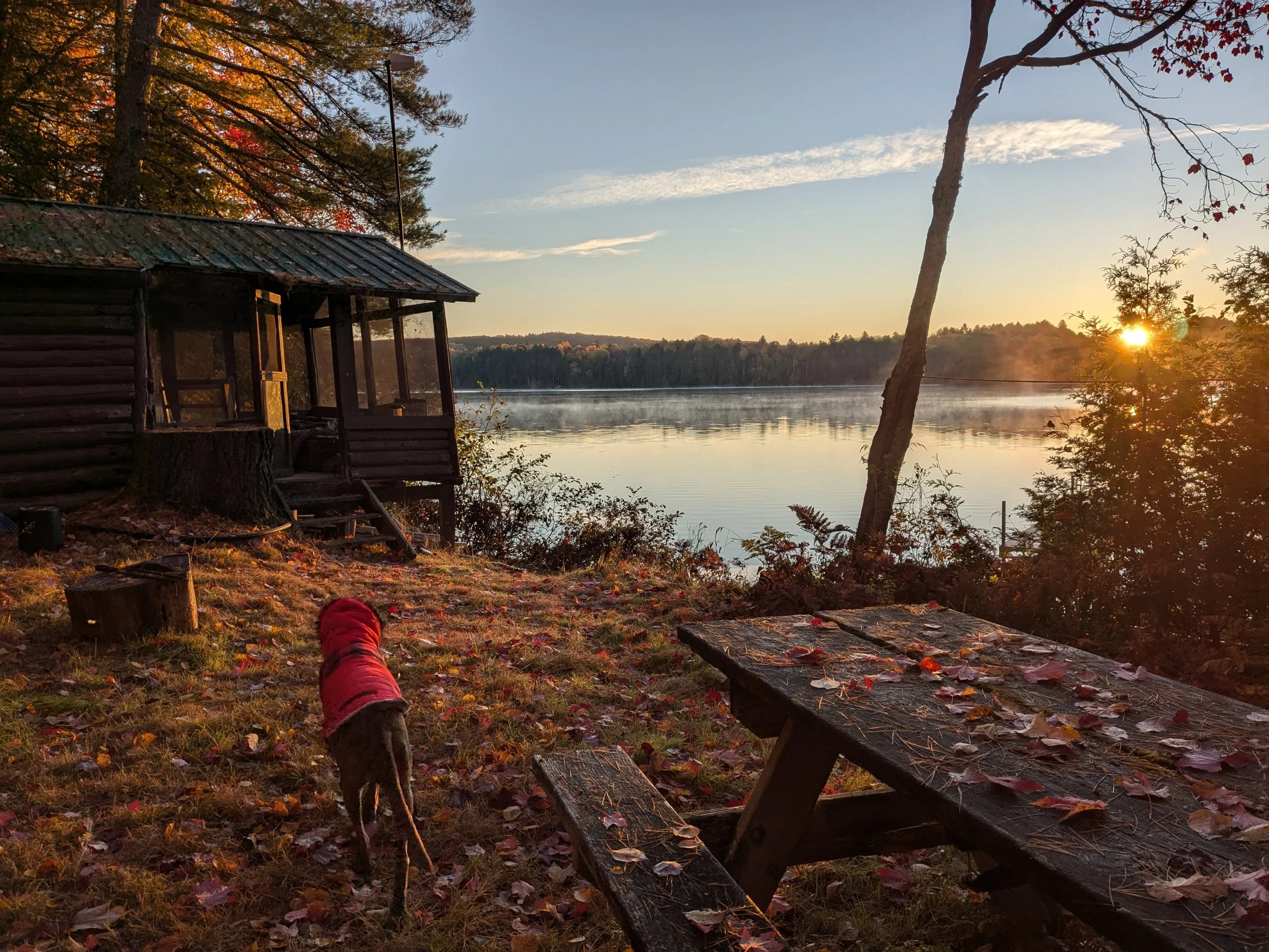 November sunrise, dog in her hunting jacket.