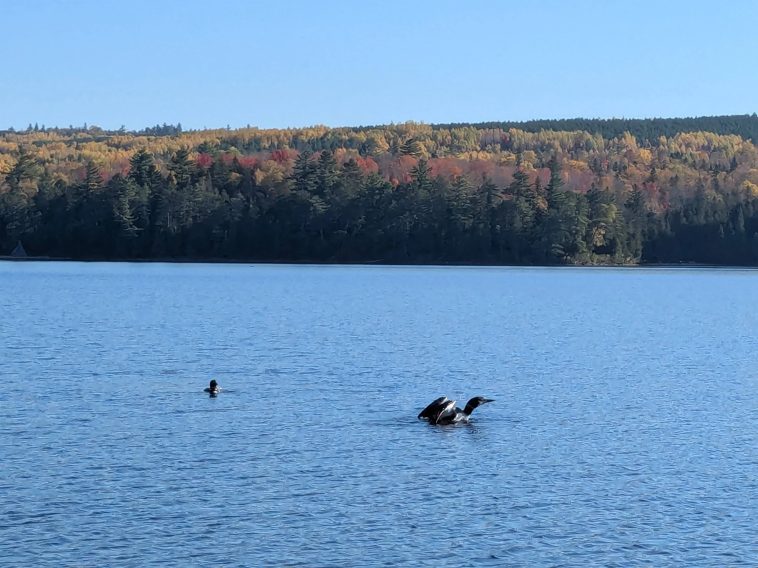 Loons dance, they sing to each other across the lake, they fight off eagles to protect their babies. 
