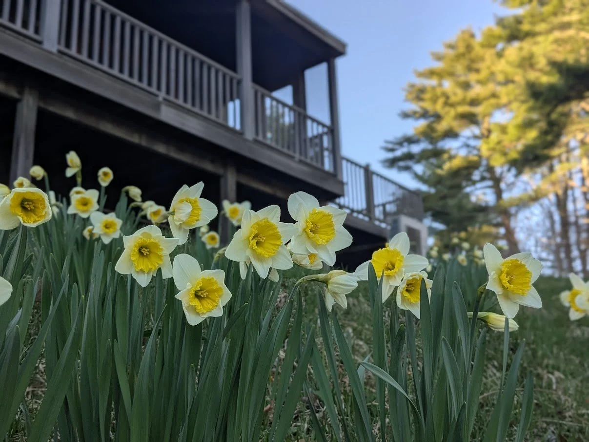 daffodils-porch-pines.jpg