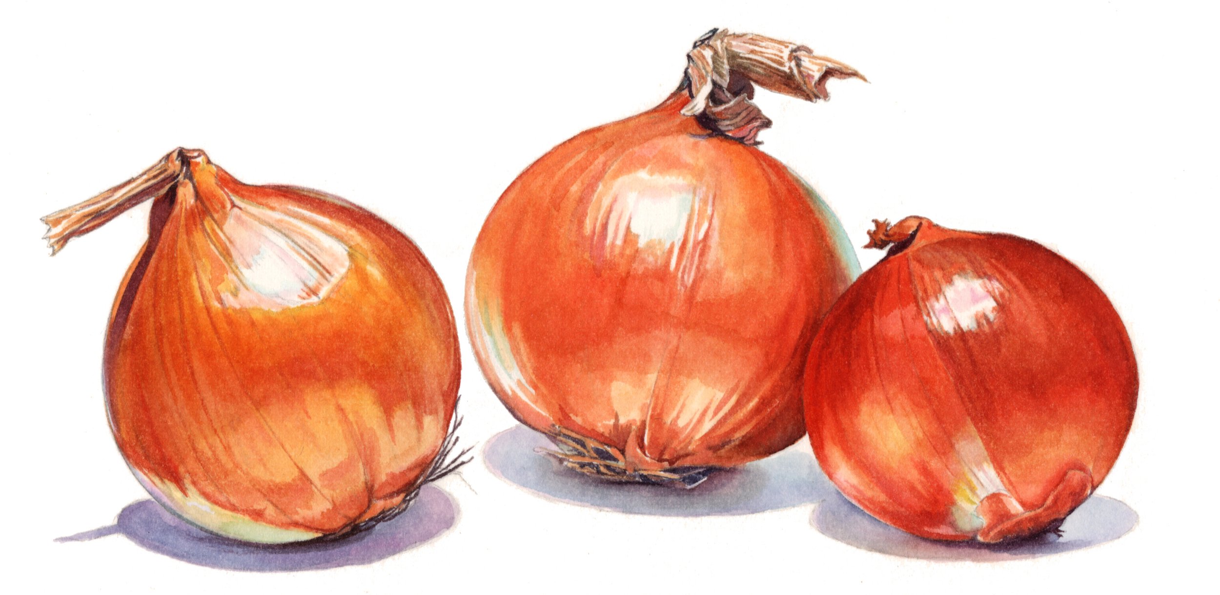 Onions.jpg