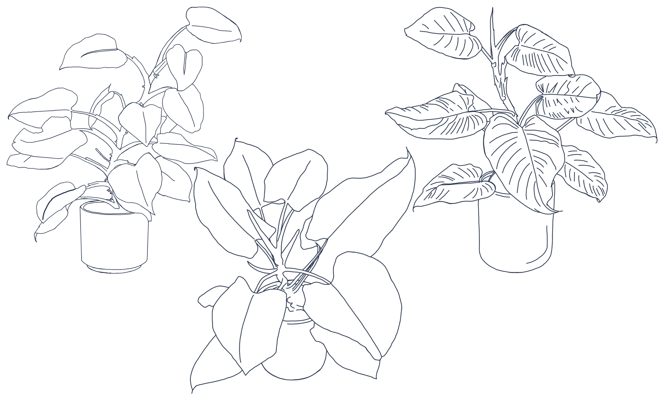 house plant day two.png