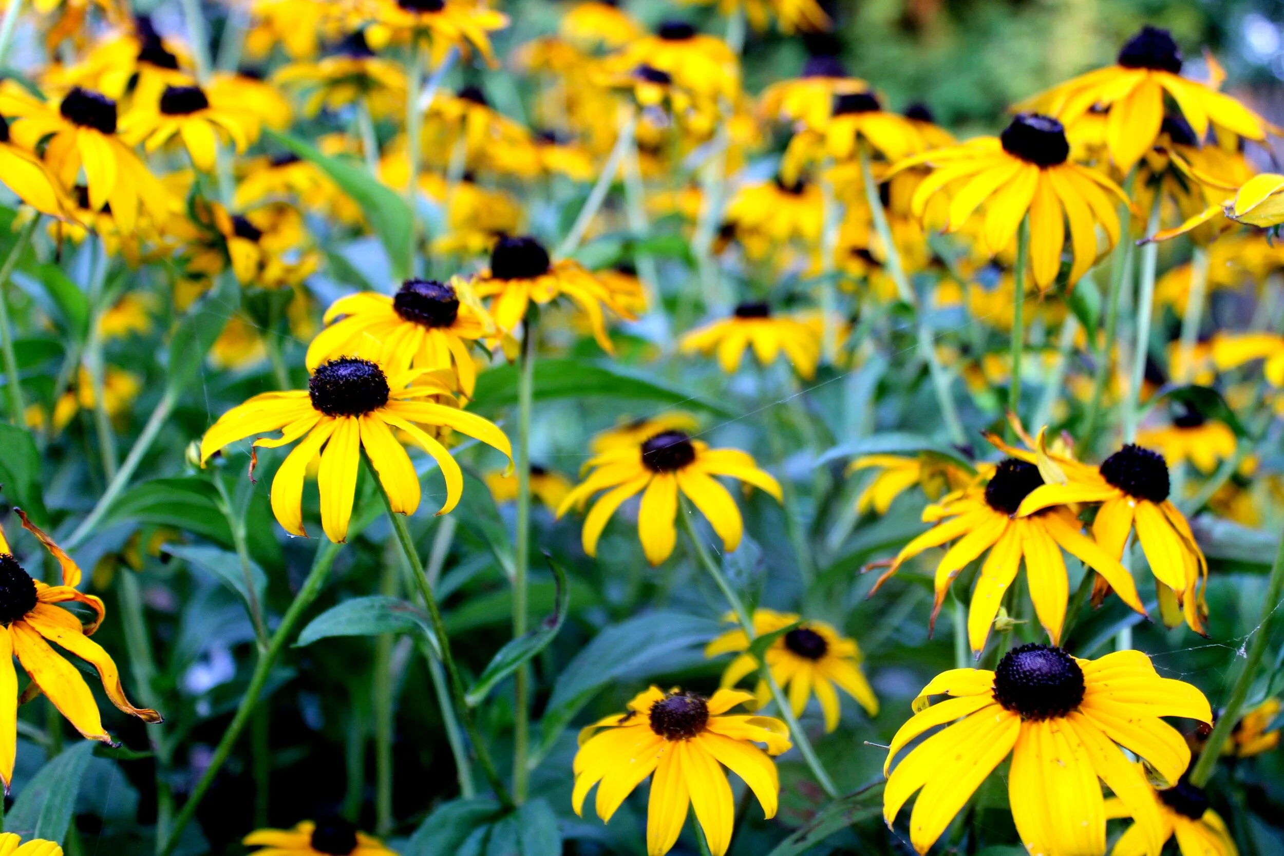 blackeyed-susans-1.jpg