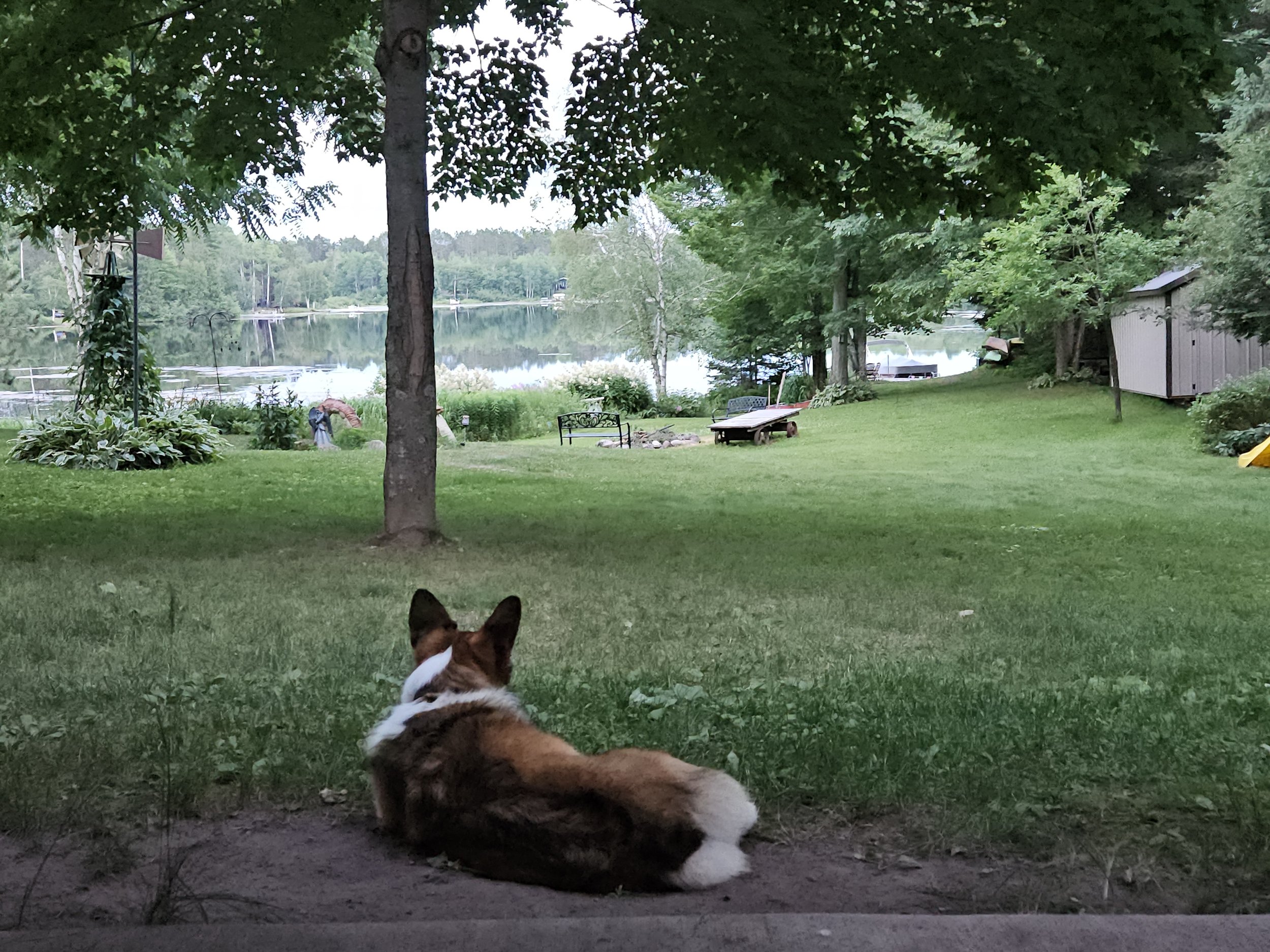 Daisy chilling at the cabin