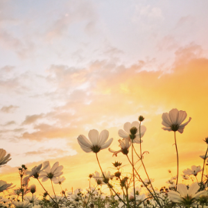 Sunset sky over a field of white flowers with tall stems and a few small birds.