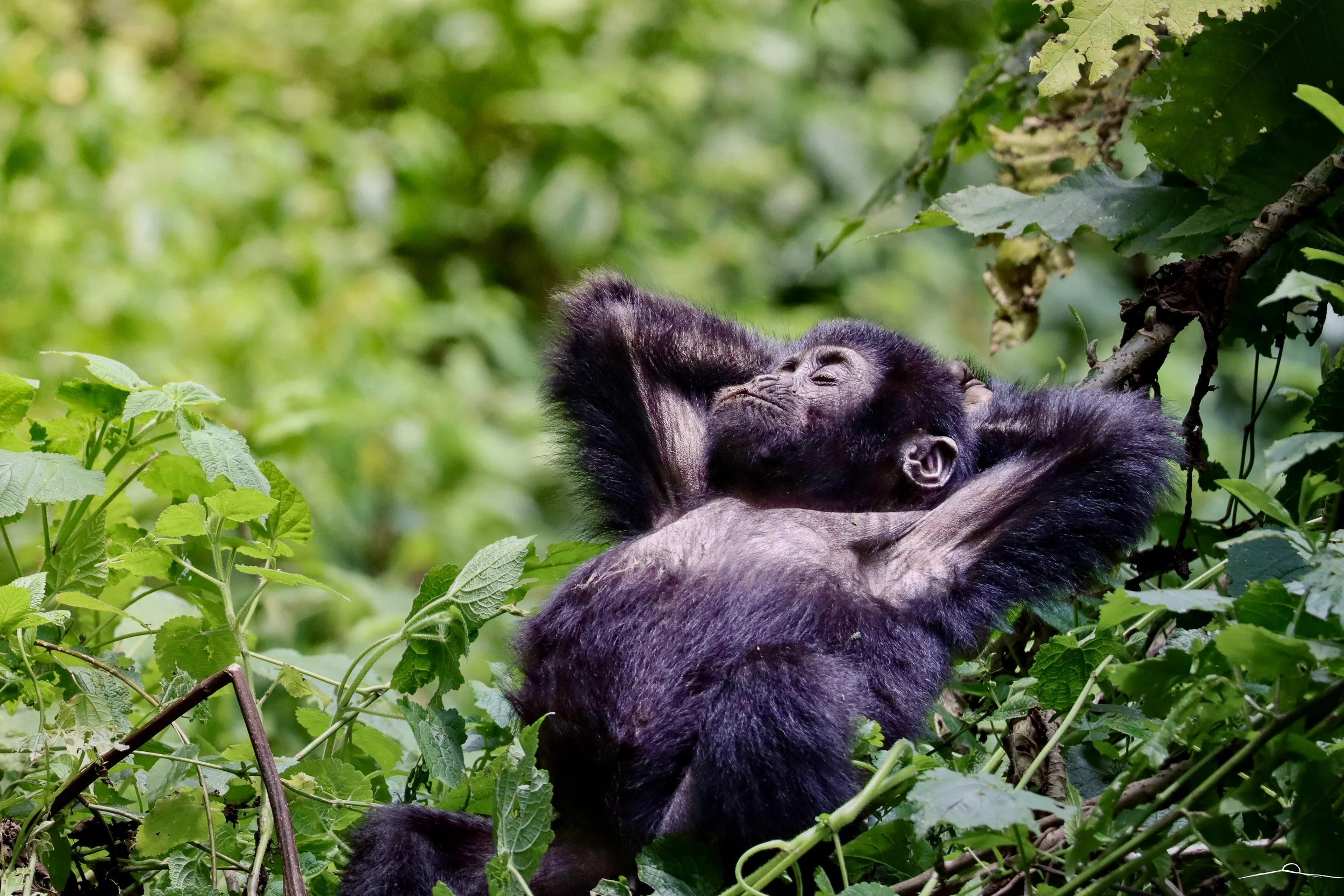 Jungle Siesta
