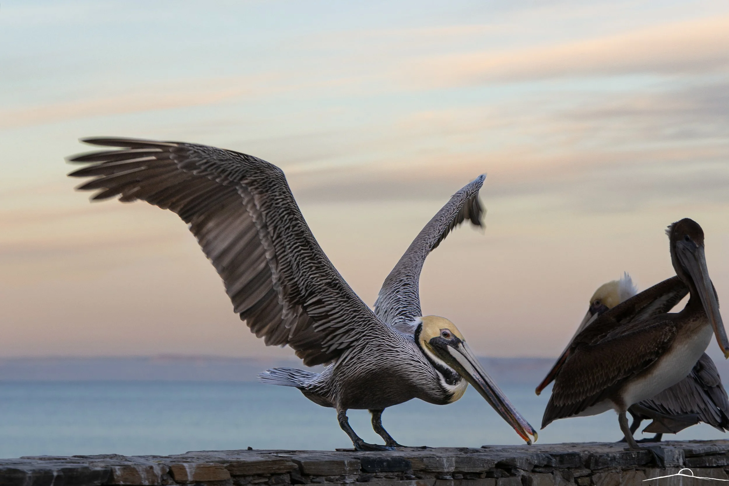 Morning_Flight.jpg