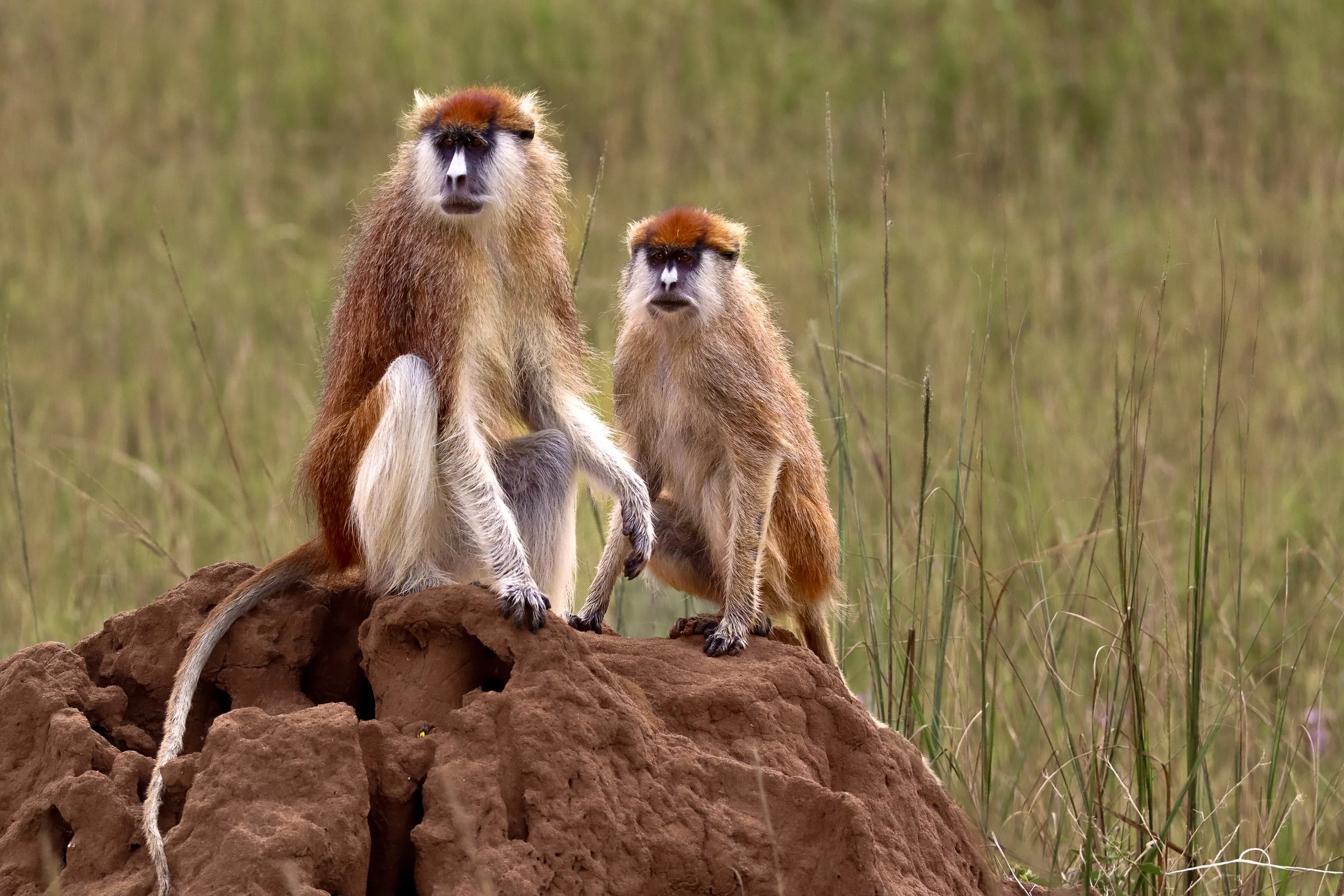 Guards_of_the_Mound.jpg