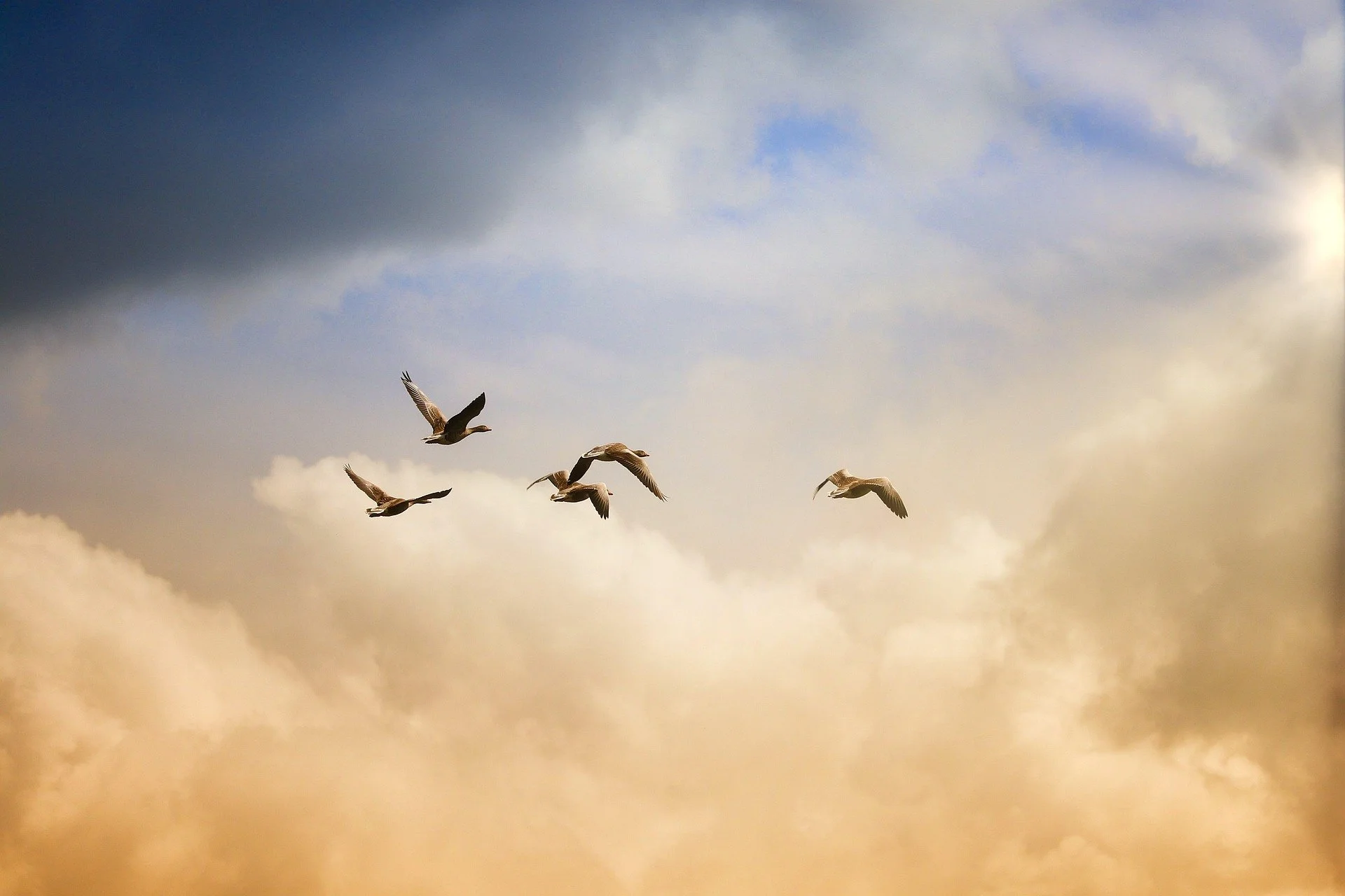  birds flying against beautiful sky 