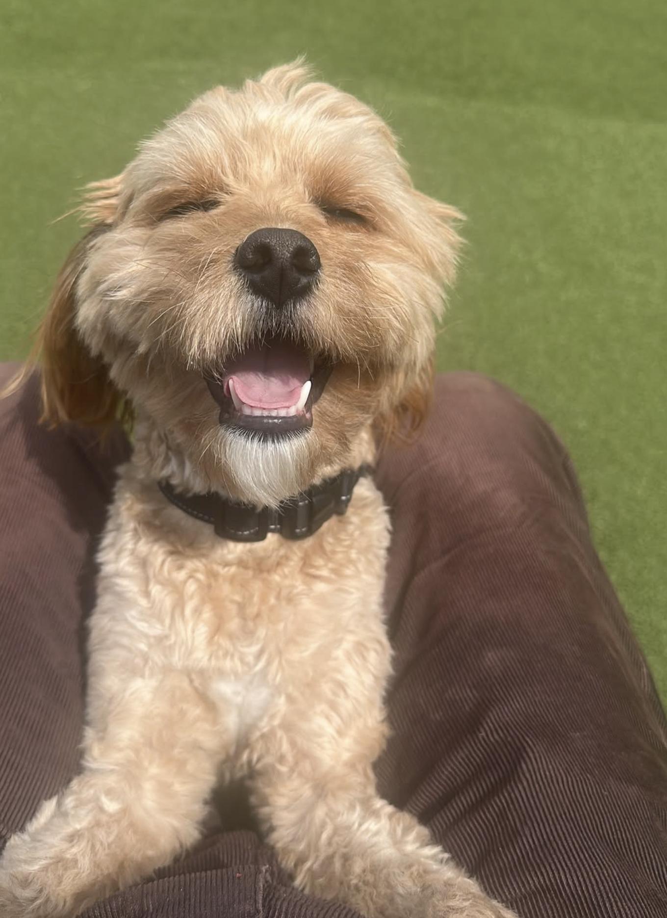 Dog Walking for Busy Professionals in Jersey City