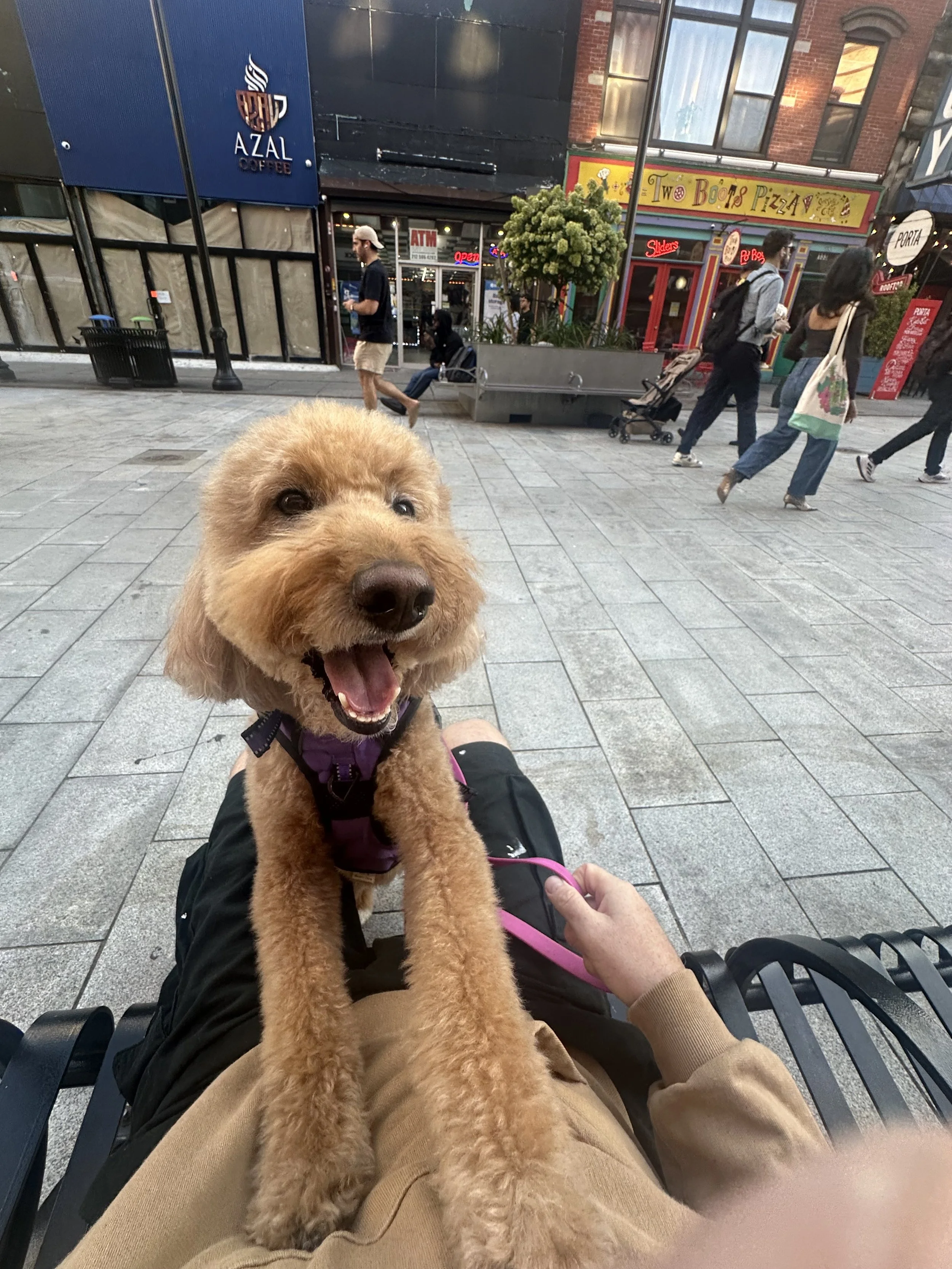 Looking for a Dog Walker in Downtown Jersey City? Grove Street Hounds Has Openings