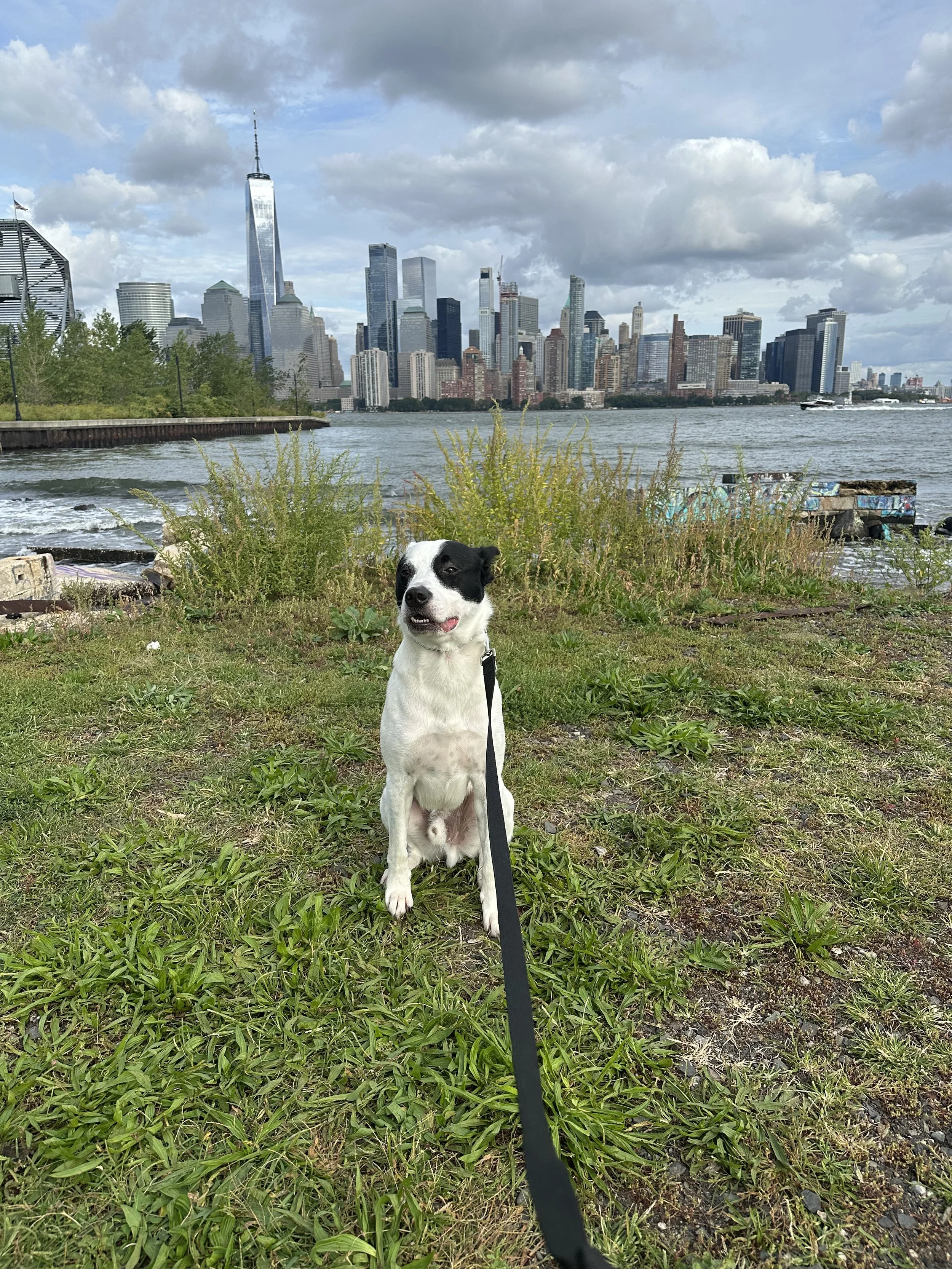 Fall &amp; Winter Dog Walking in Paulus Hook: Keeping Your Dog Active as the Weather Changes