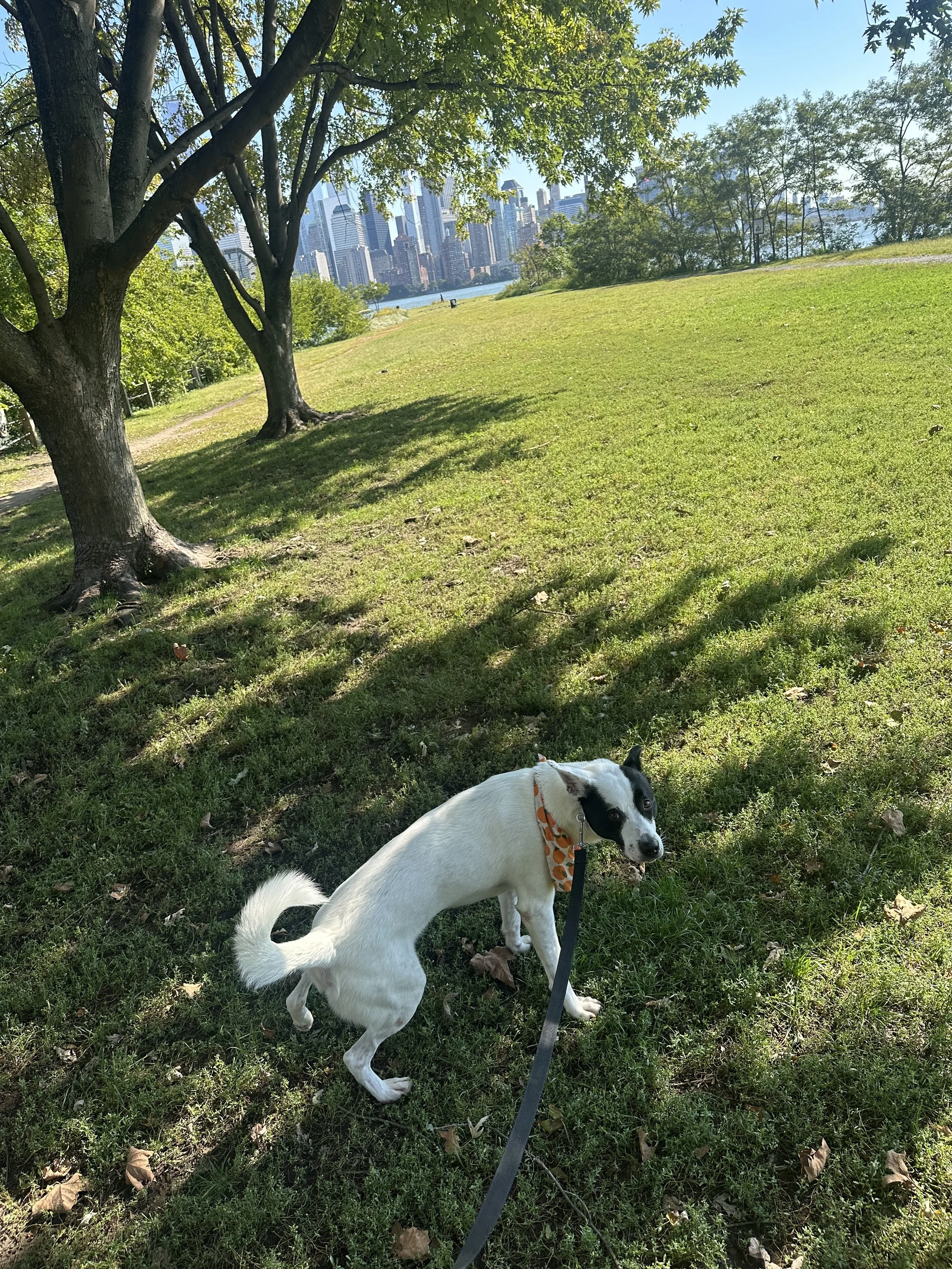  Dog Walking Near Liberty Towers: Now Welcoming Paulus Hook Clients