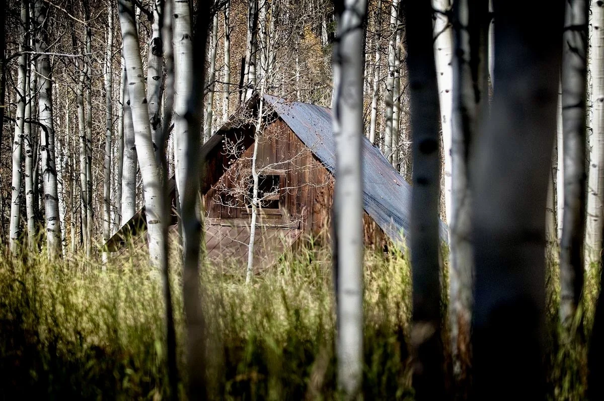 An old wooden cabin with a metal roof in a dense forest of tall, thin trees with light-colored bark.