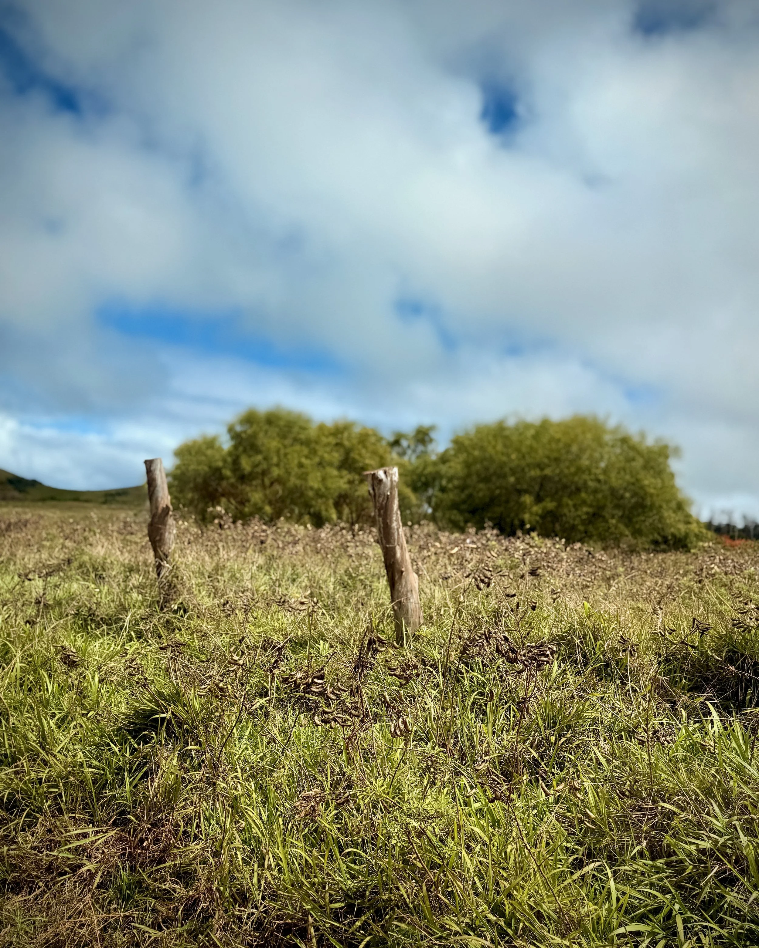 A rural field with green grass and wildflowers, two upright wooden fence posts, and trees in the background under a partly cloudy sky.