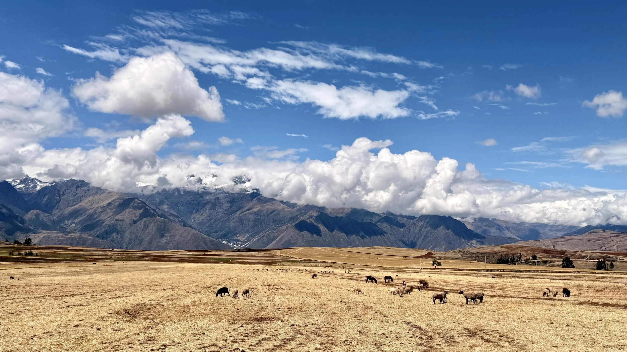 Open landscape with rolling hills and mountains in the background, partly snow-capped, under a partly cloudy blue sky. Sheep and horses graze on a dry, yellowish field in the foreground.